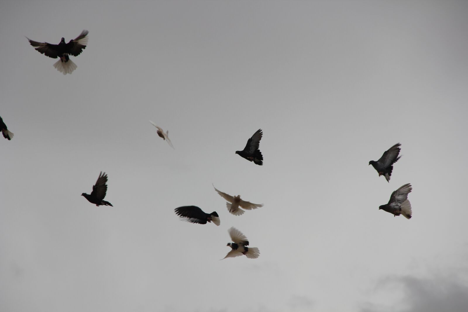 Canon EOS 550D (EOS Rebel T2i / EOS Kiss X4) sample photo. Birds, flying, sky photography