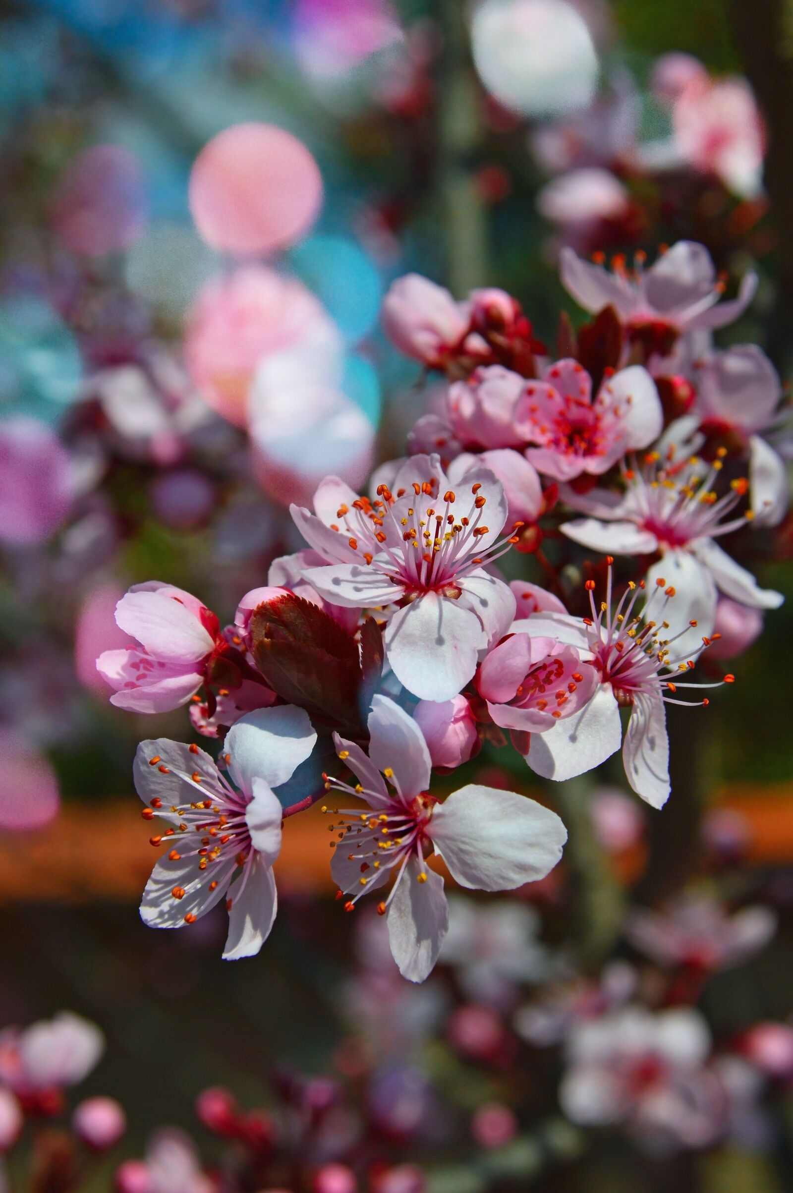 Nikon D3200 sample photo. Flower, nature, season photography