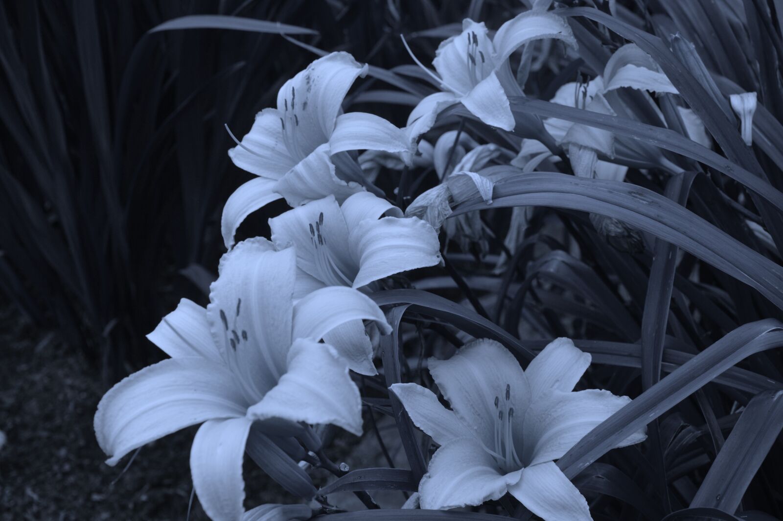 Nikon D3200 sample photo. Lily, floral, flower photography