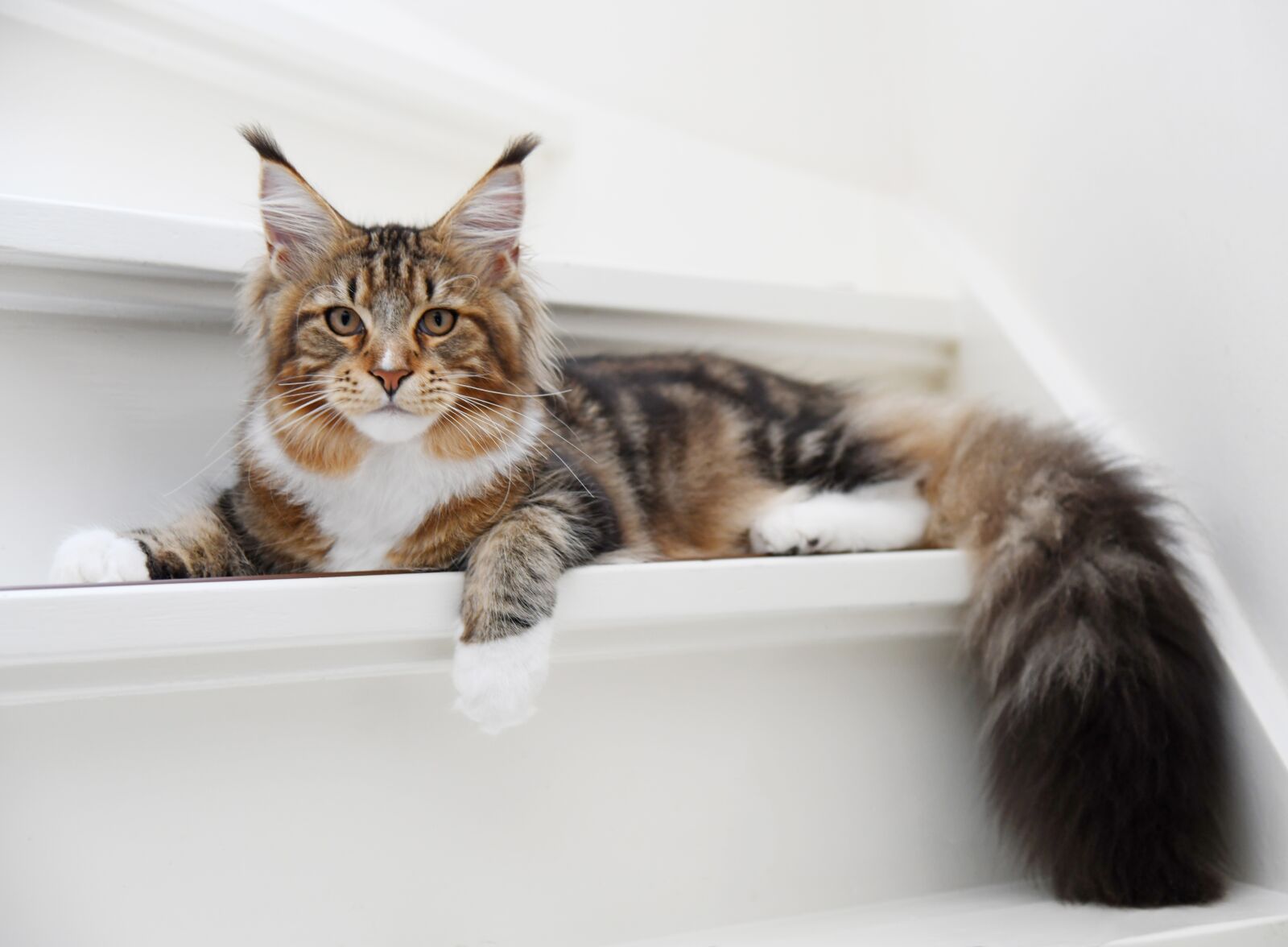 Nikon D850 sample photo. Cat, hangover, pet photography