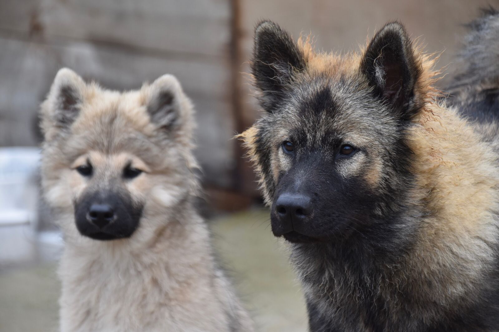 Nikon D5600 sample photo. Dogs, young dogs, dogs photography