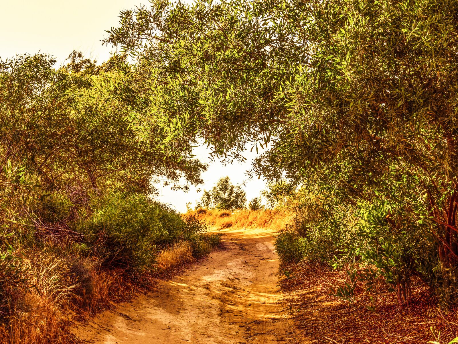 Nikon D3300 sample photo. Path, trees, nature photography