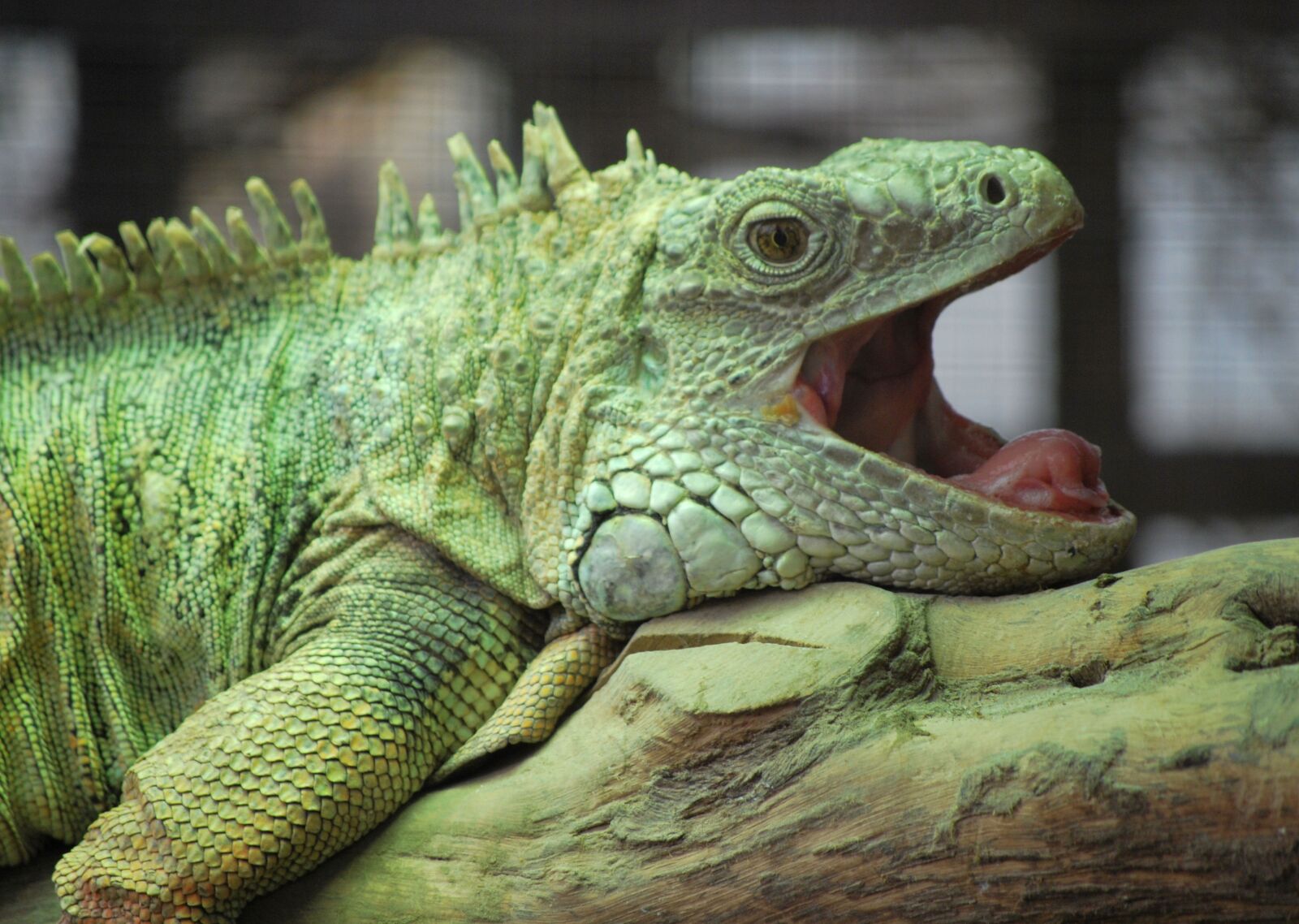 Nikon D60 sample photo. Reptile, lizard, nature photography