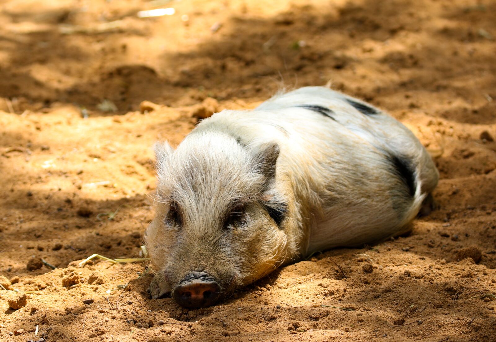 Canon EOS 70D + Tamron SP 150-600mm F5-6.3 Di VC USD sample photo. Animals, pig, piglet photography