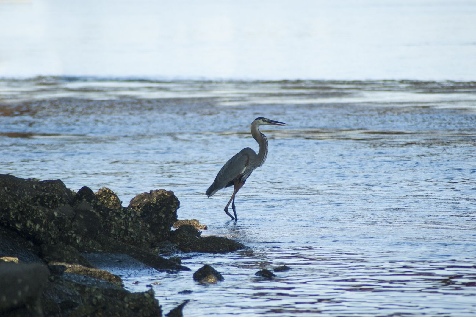 Nikon D70 sample photo. Bird, great blue heron photography