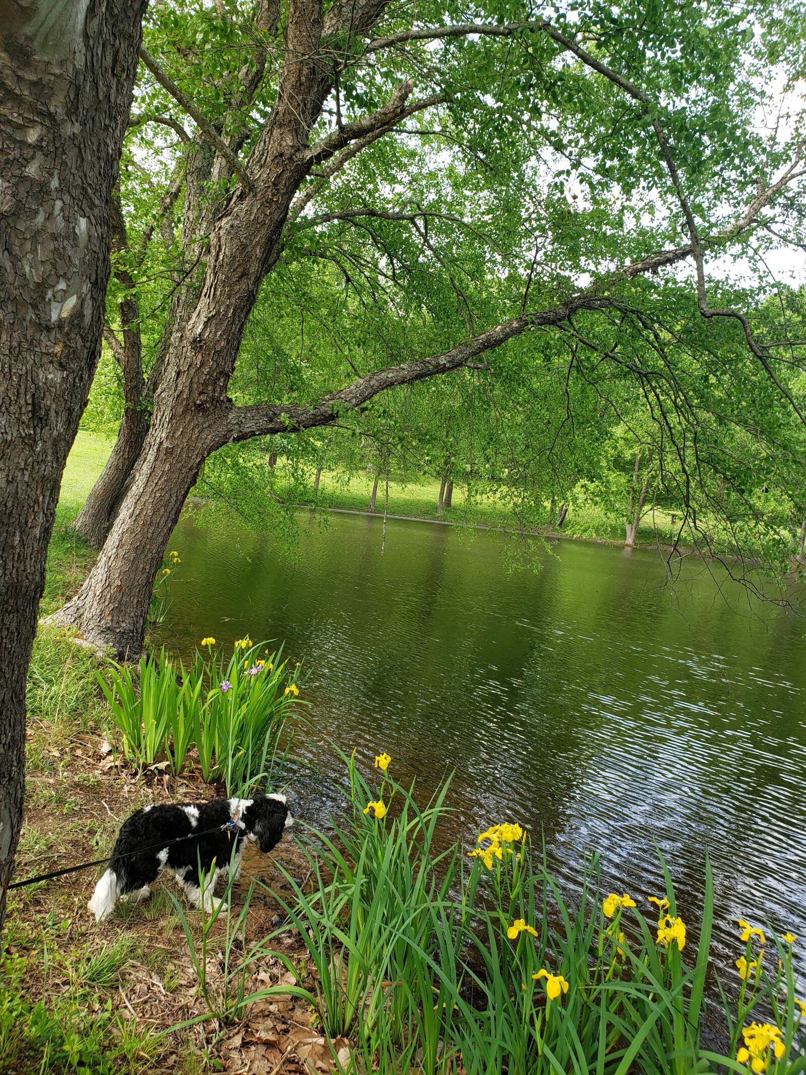 Samsung Galaxy S9 sample photo. Pond, lake, blossom photography