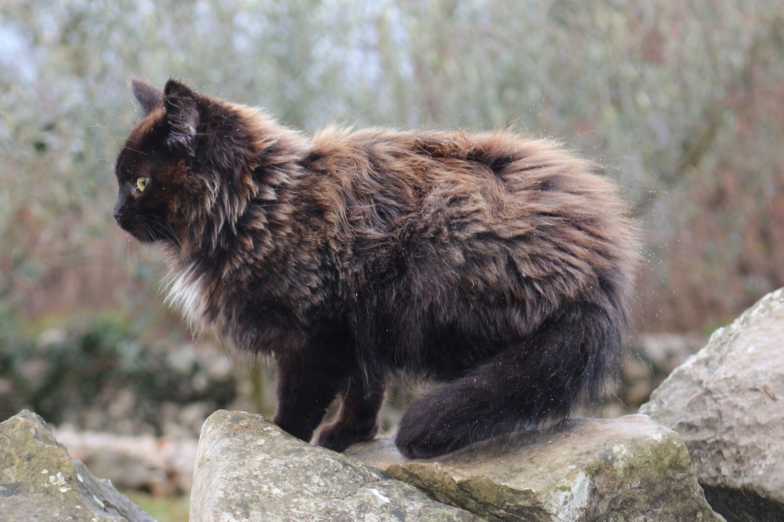 Canon EOS 700D (EOS Rebel T5i / EOS Kiss X7i) sample photo. Animal, cat, kitten photography