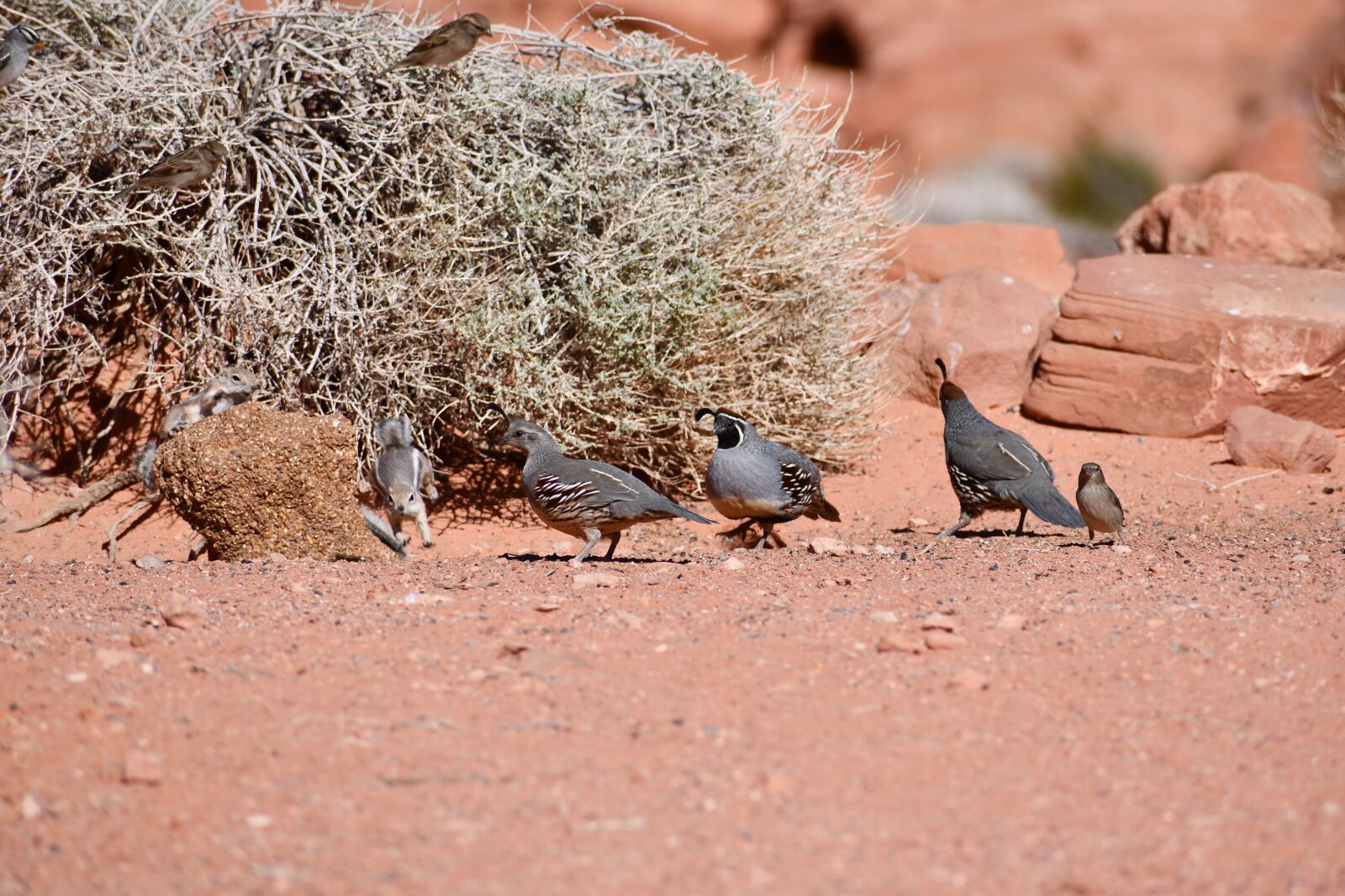 Nikon D7500 sample photo. Chipmunk, quail, birds photography
