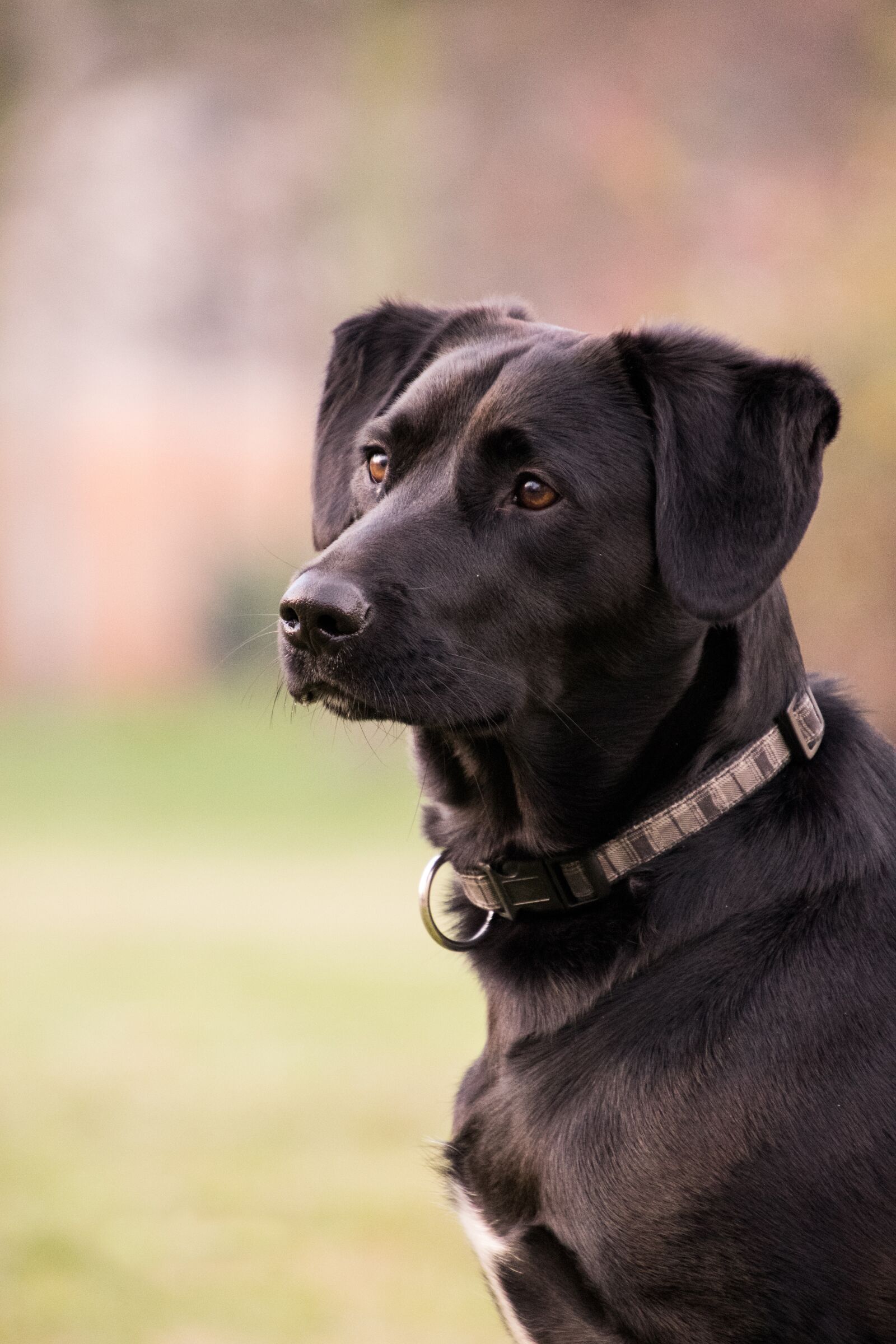 Nikon D3300 sample photo. Dog, mammal, animal photography