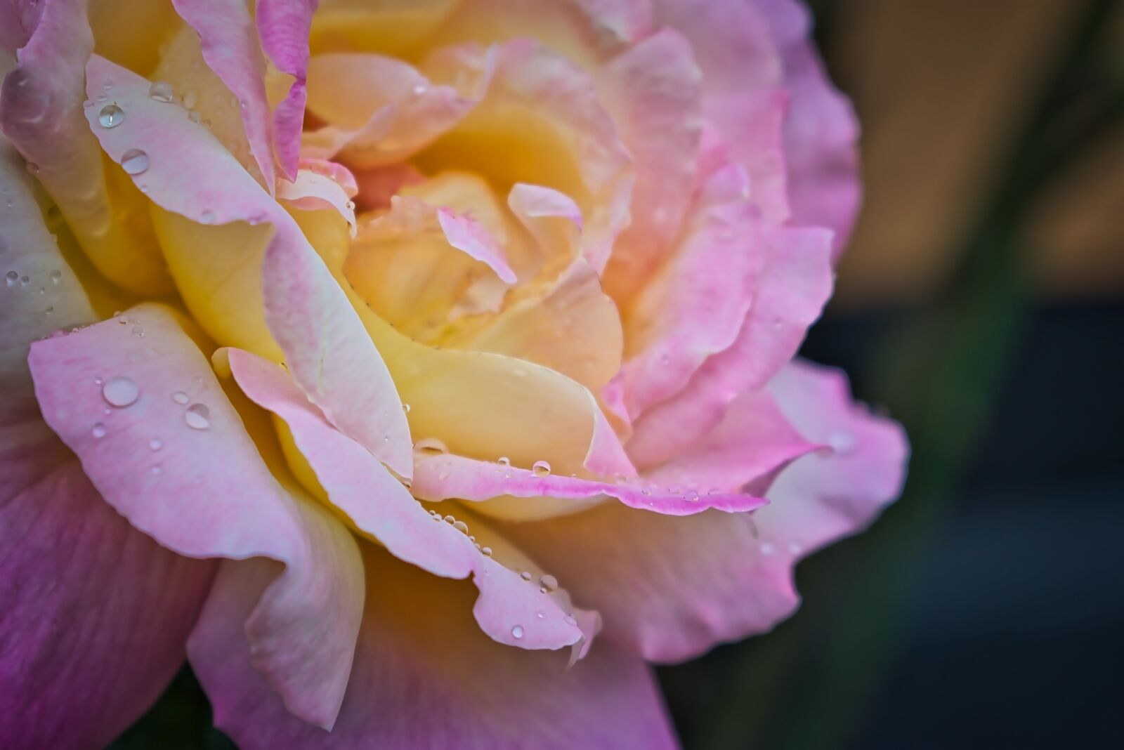 Nikon D3400 sample photo. Pink, yellow, rose photography