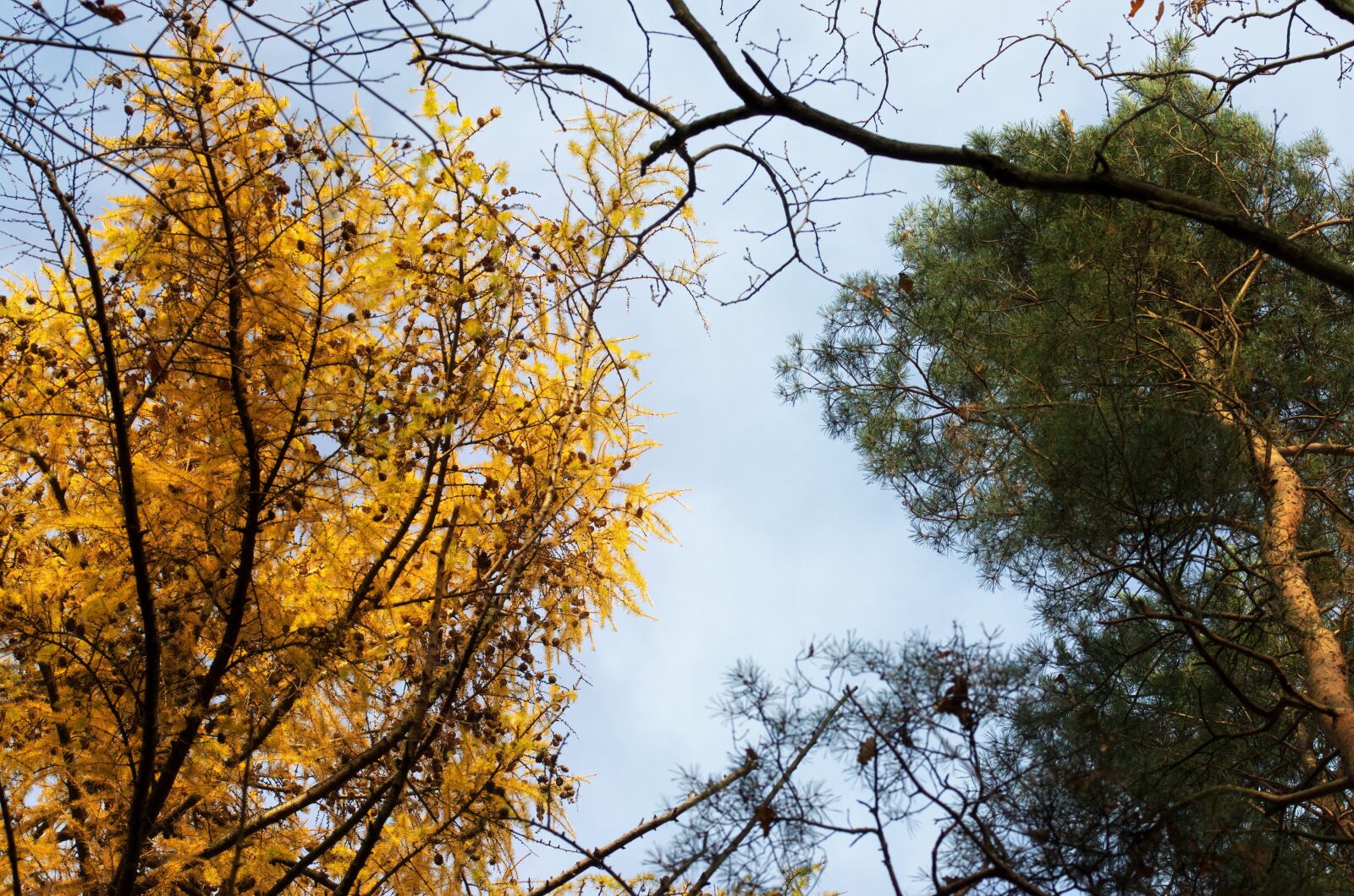 Nikon D5100 sample photo. Landscape, forest, autumn photography