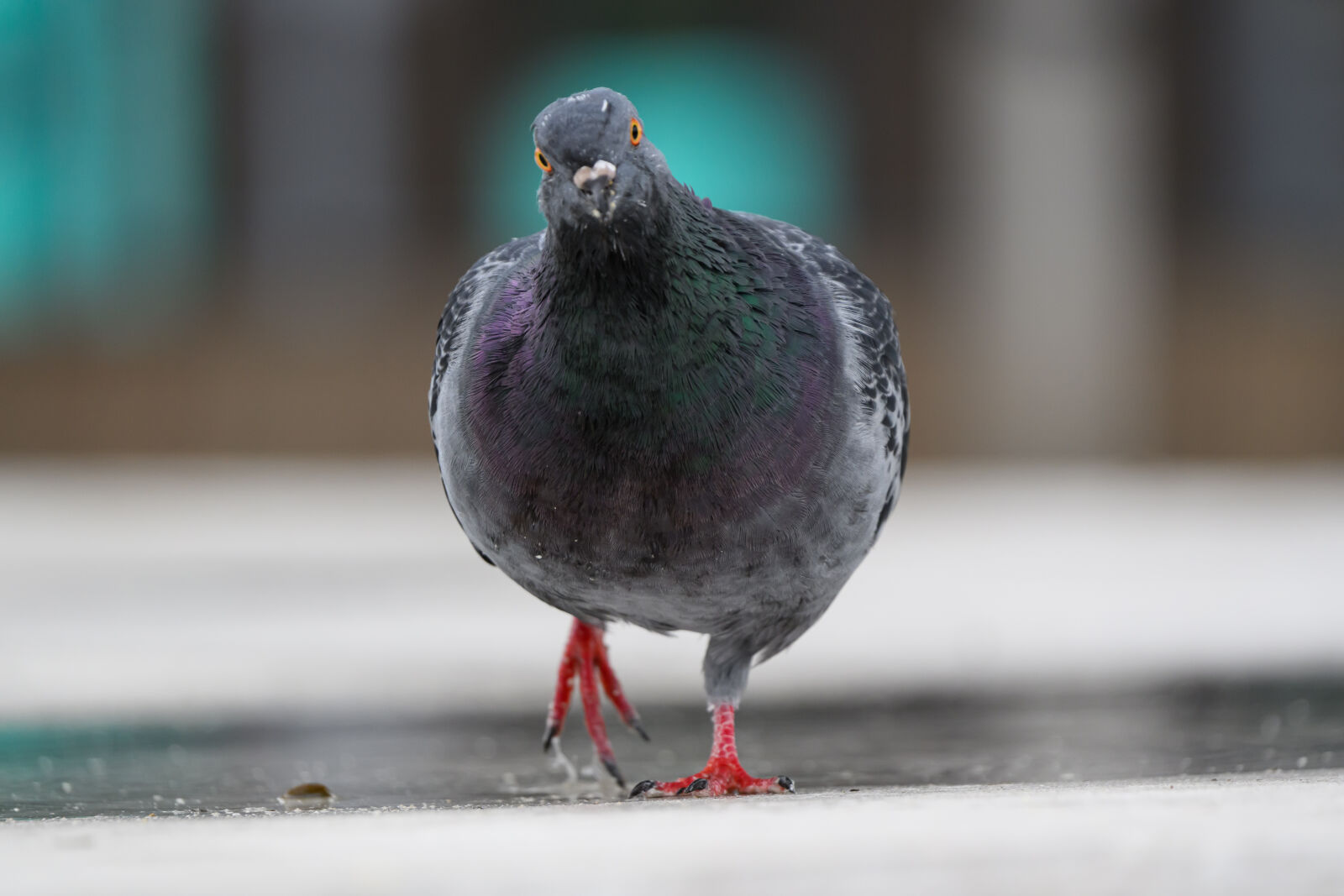 Nikon Z8 sample photo. Pigeon ground photography