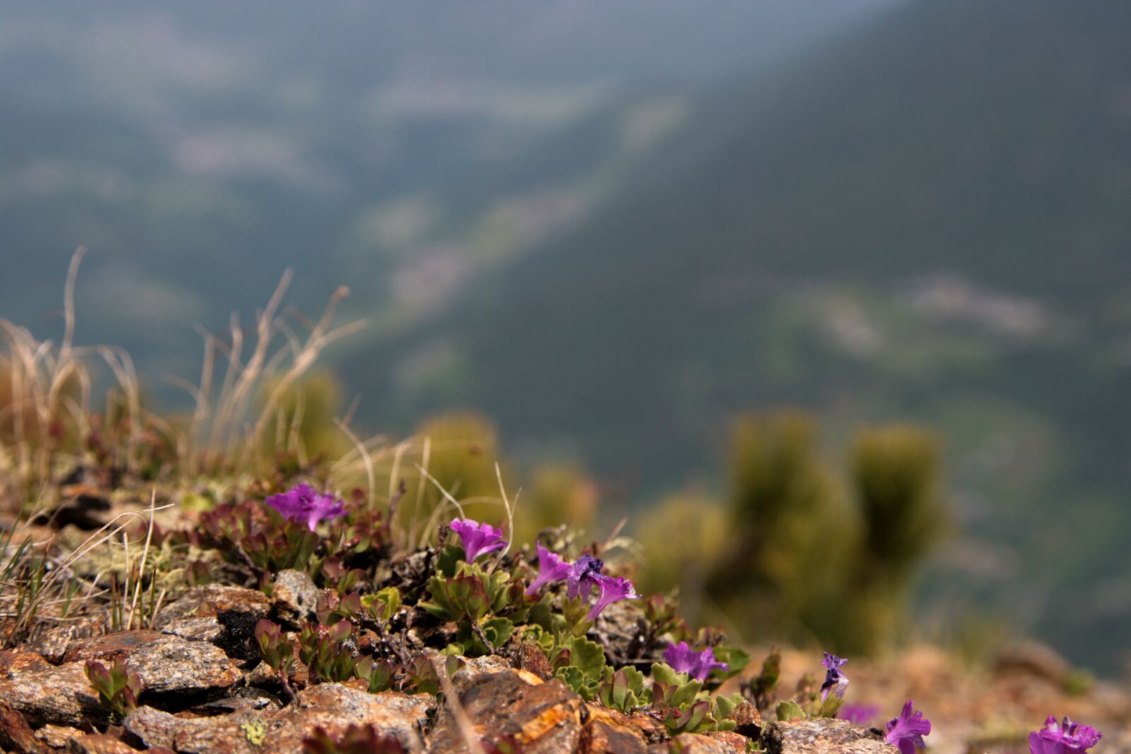 Canon EOS 400D (EOS Digital Rebel XTi / EOS Kiss Digital X) sample photo. Flowers, mountain, valley photography