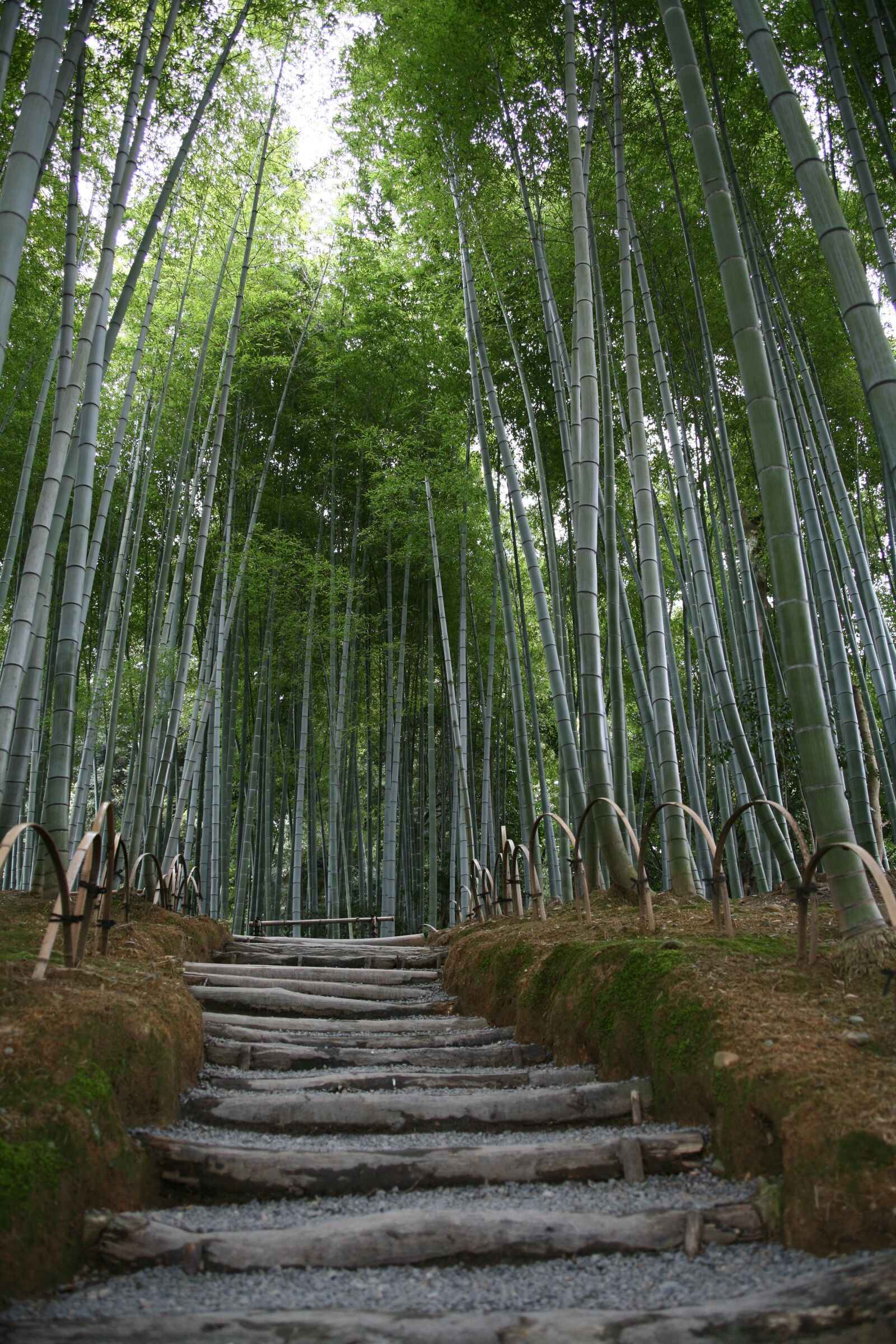 Canon EOS 5D sample photo. Bamboo, garden, japan photography