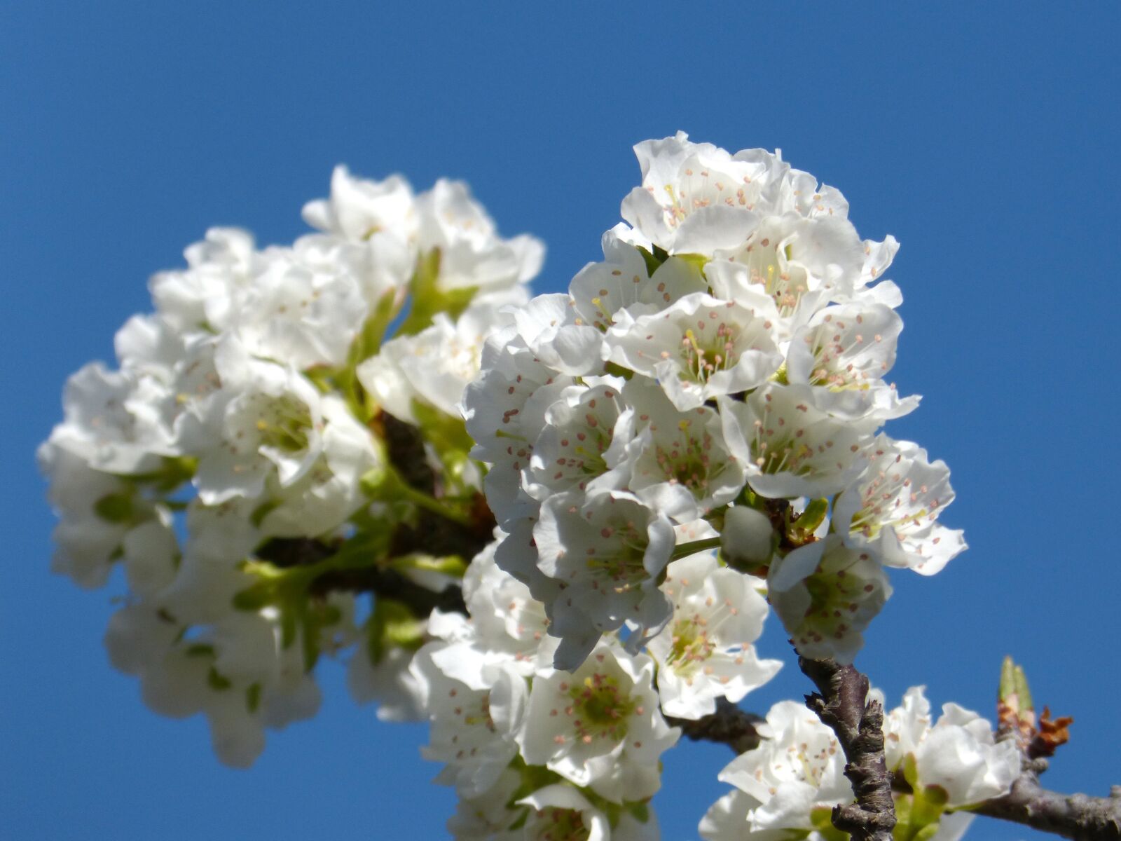 Panasonic DMC-FZ62 sample photo. Cherry, flowering tree, flowers photography
