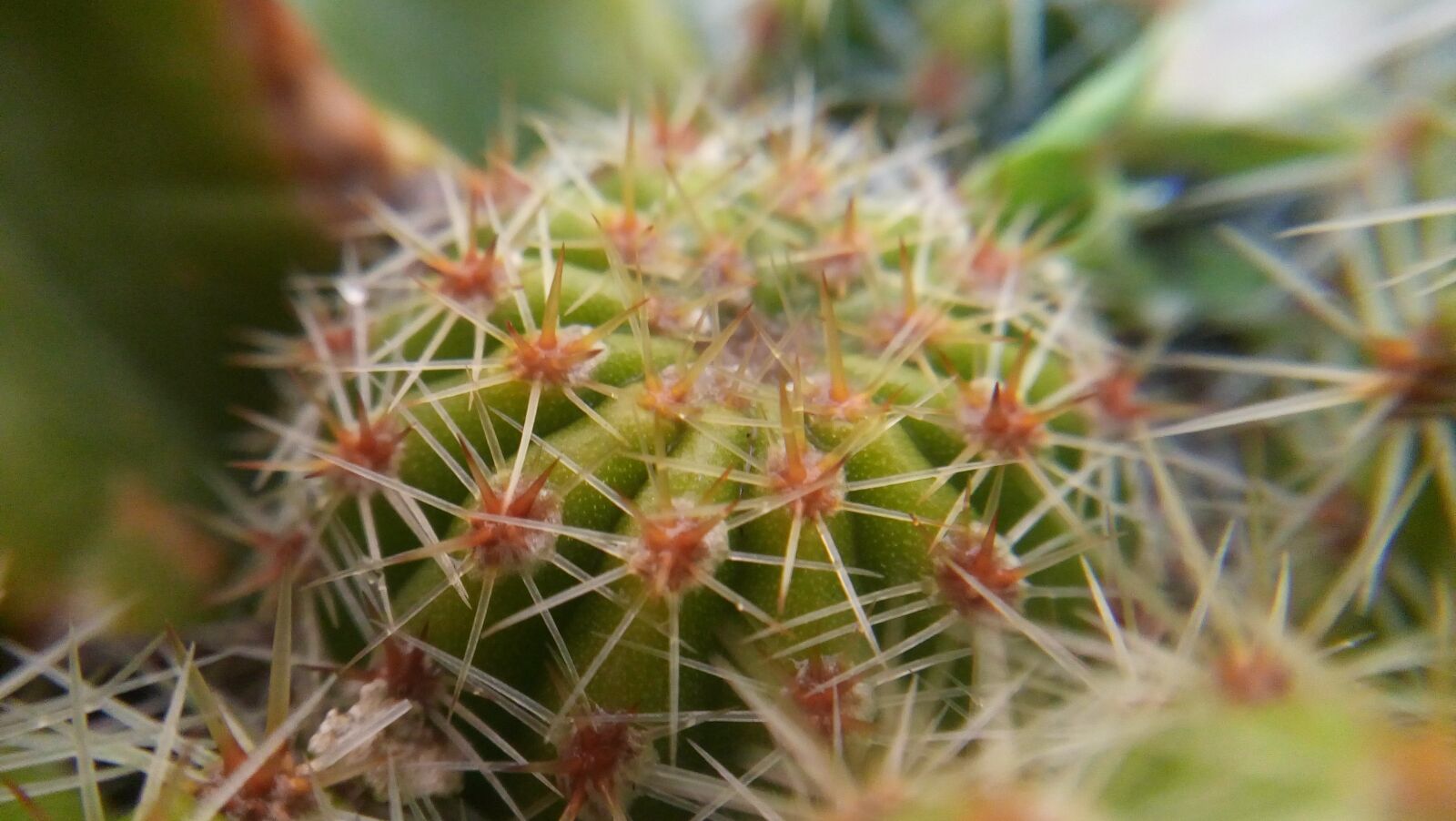 LG LBello sample photo. Cactus, green, thorns photography