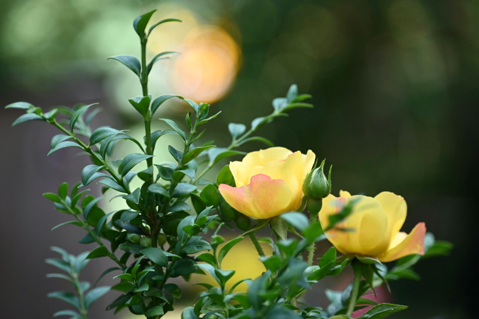 Nikon Z6 sample photo. Rose, yellow, flower photography