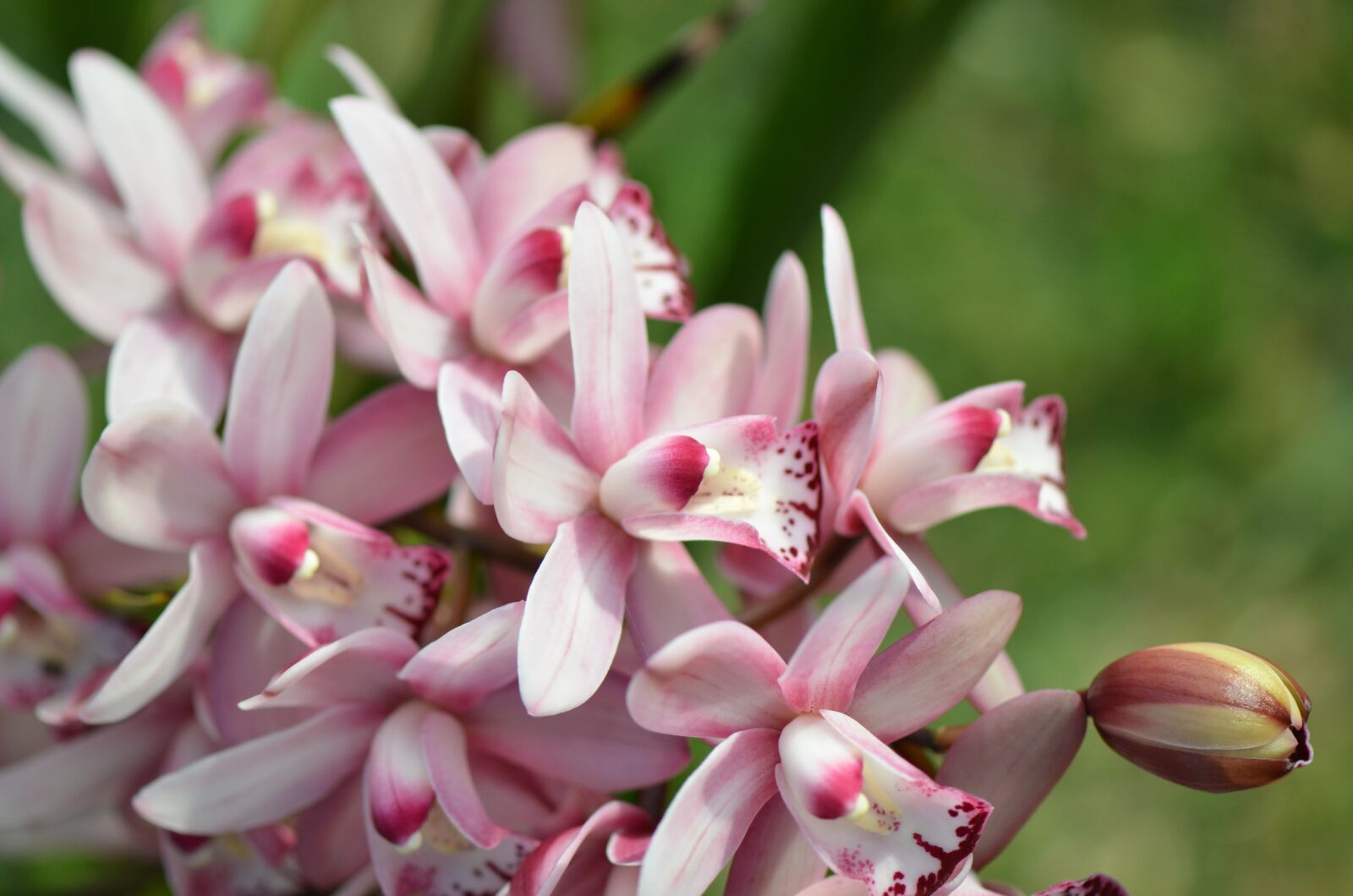 Nikon D7000 sample photo. Flowers, orchid, bloom photography