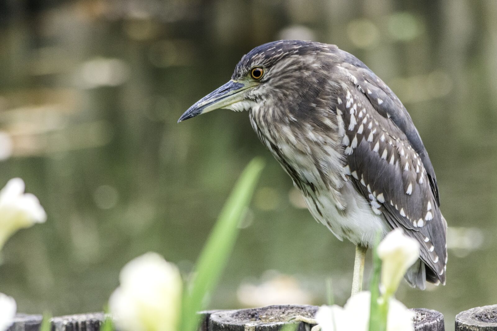Nikon D5500 sample photo. Nature, wildlife, bird photography