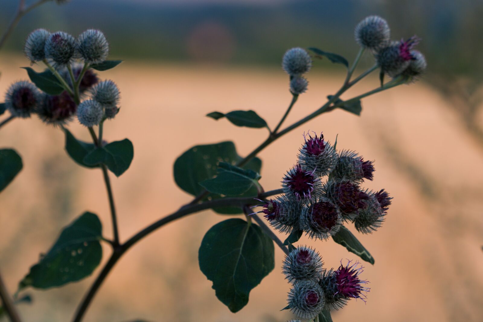 Canon EOS 760D (EOS Rebel T6s / EOS 8000D) sample photo. Thistle, plant, nature photography