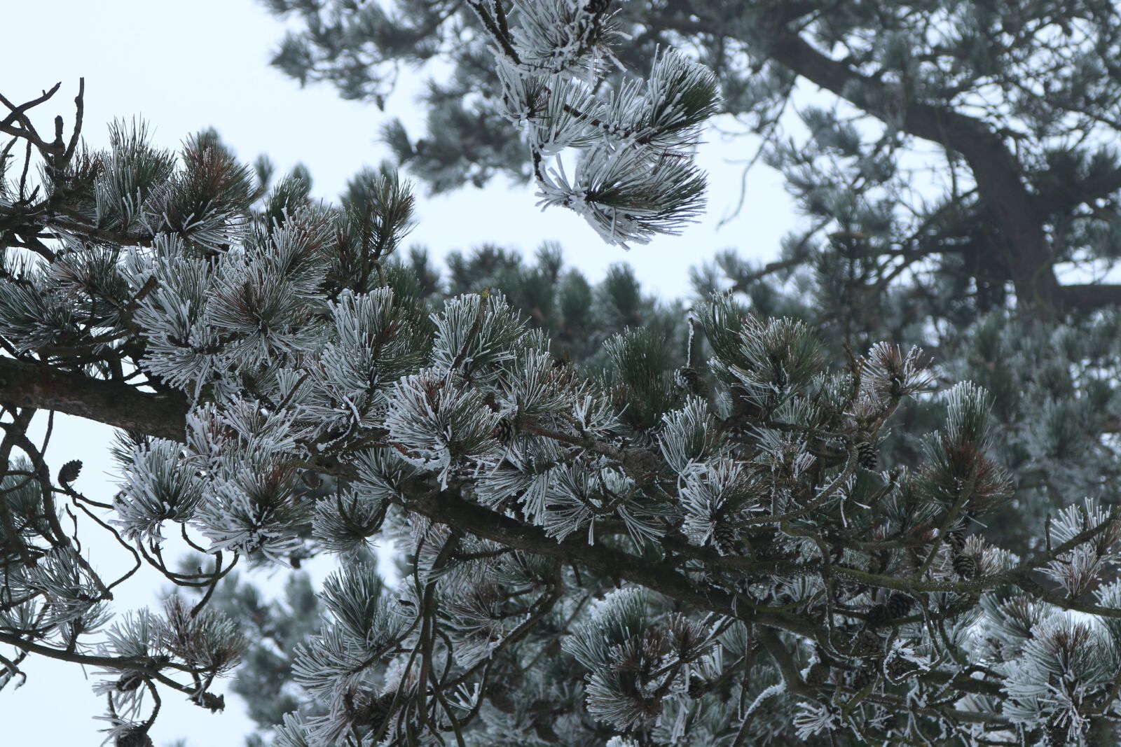 Canon EOS 70D sample photo. Winter, cold, nature photography