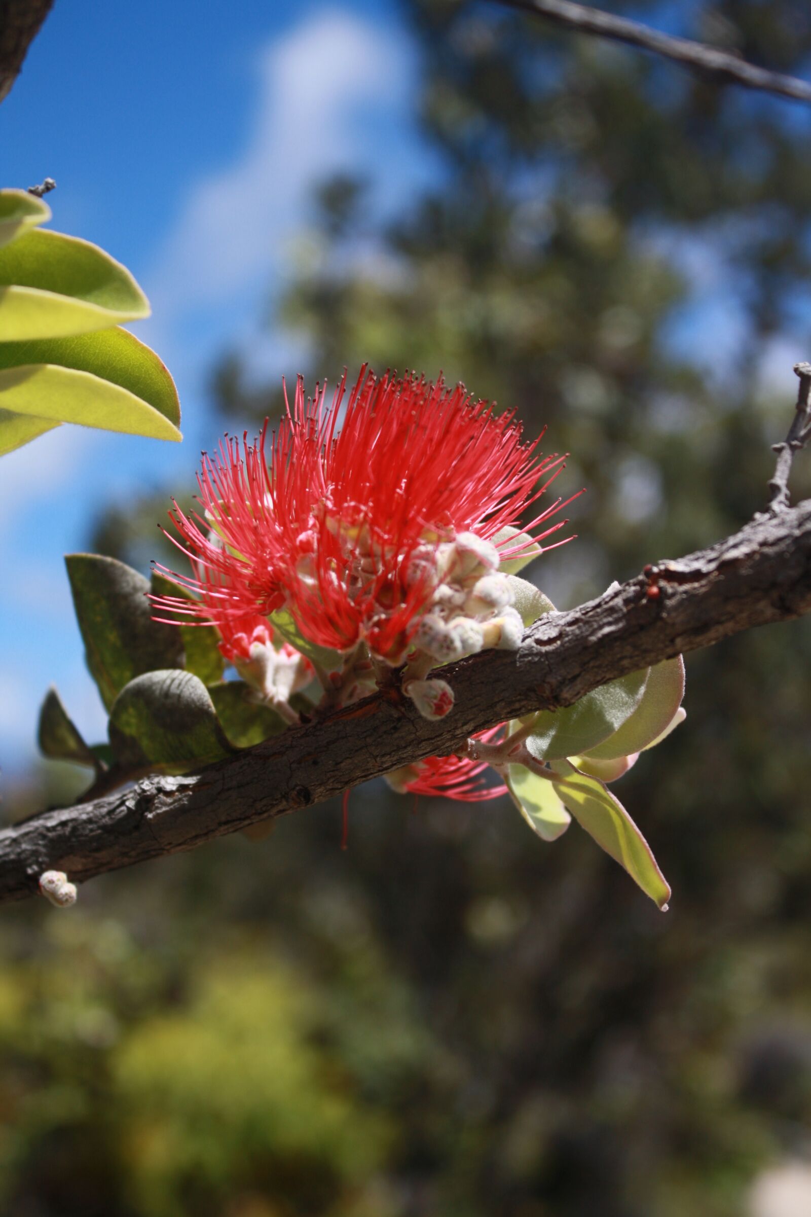Canon EOS 1000D (EOS Digital Rebel XS / EOS Kiss F) sample photo. Tree, tropical, exotic photography