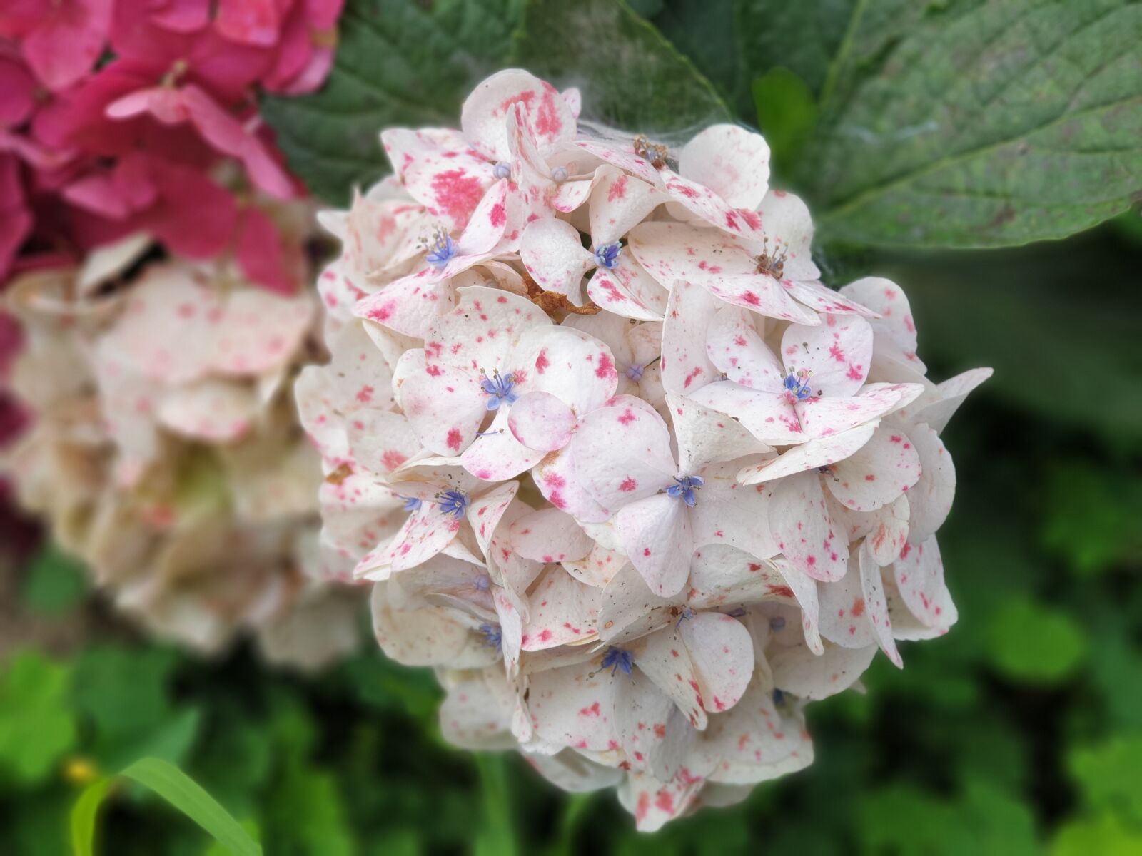 Samsung Galaxy Note9 sample photo. Flowers, hydrangea, nature photography
