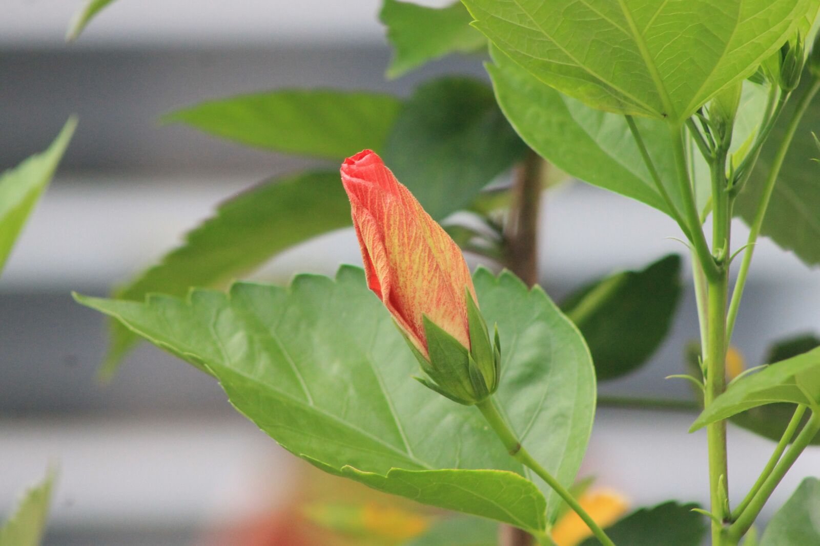 Canon EOS 1100D (EOS Rebel T3 / EOS Kiss X50) + Canon EF75-300mm f/4-5.6 sample photo. Flower, cocoon, nature photography