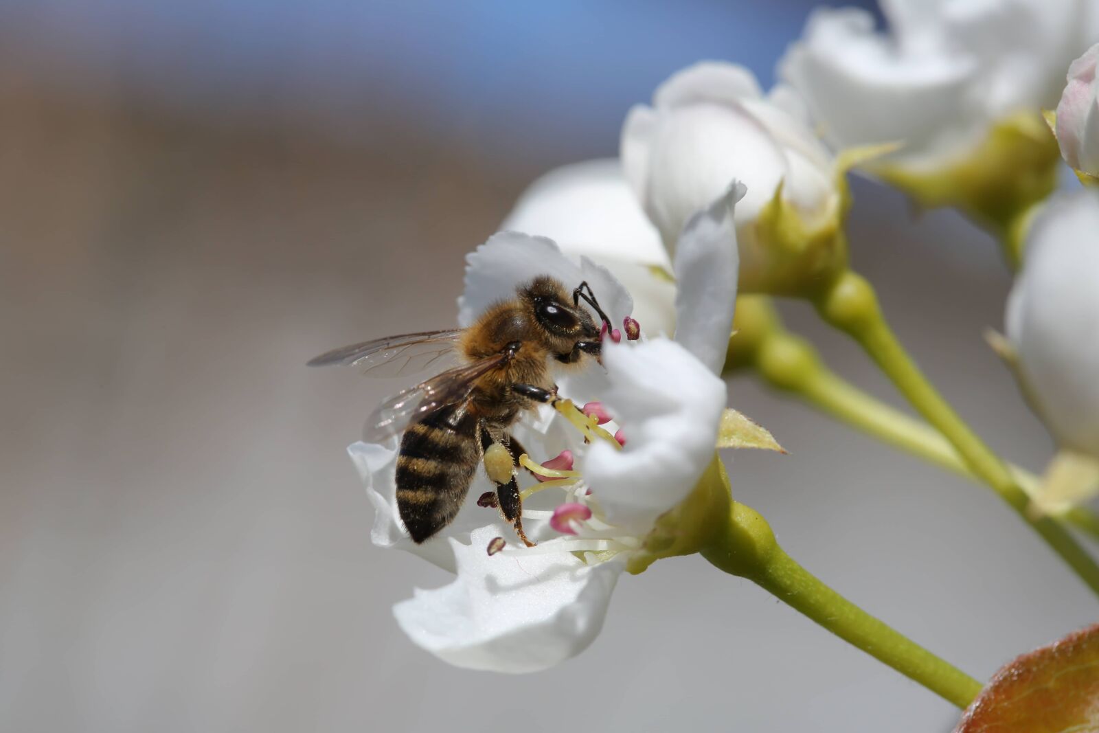 Canon EF 100mm F2.8 Macro USM sample photo. Flower, arthropod, invertebrate, bee photography