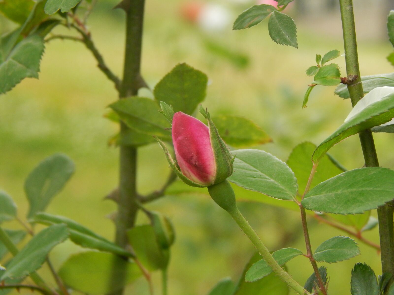 Nikon Coolpix L820 sample photo. Pimpollo, rosa, detail photography