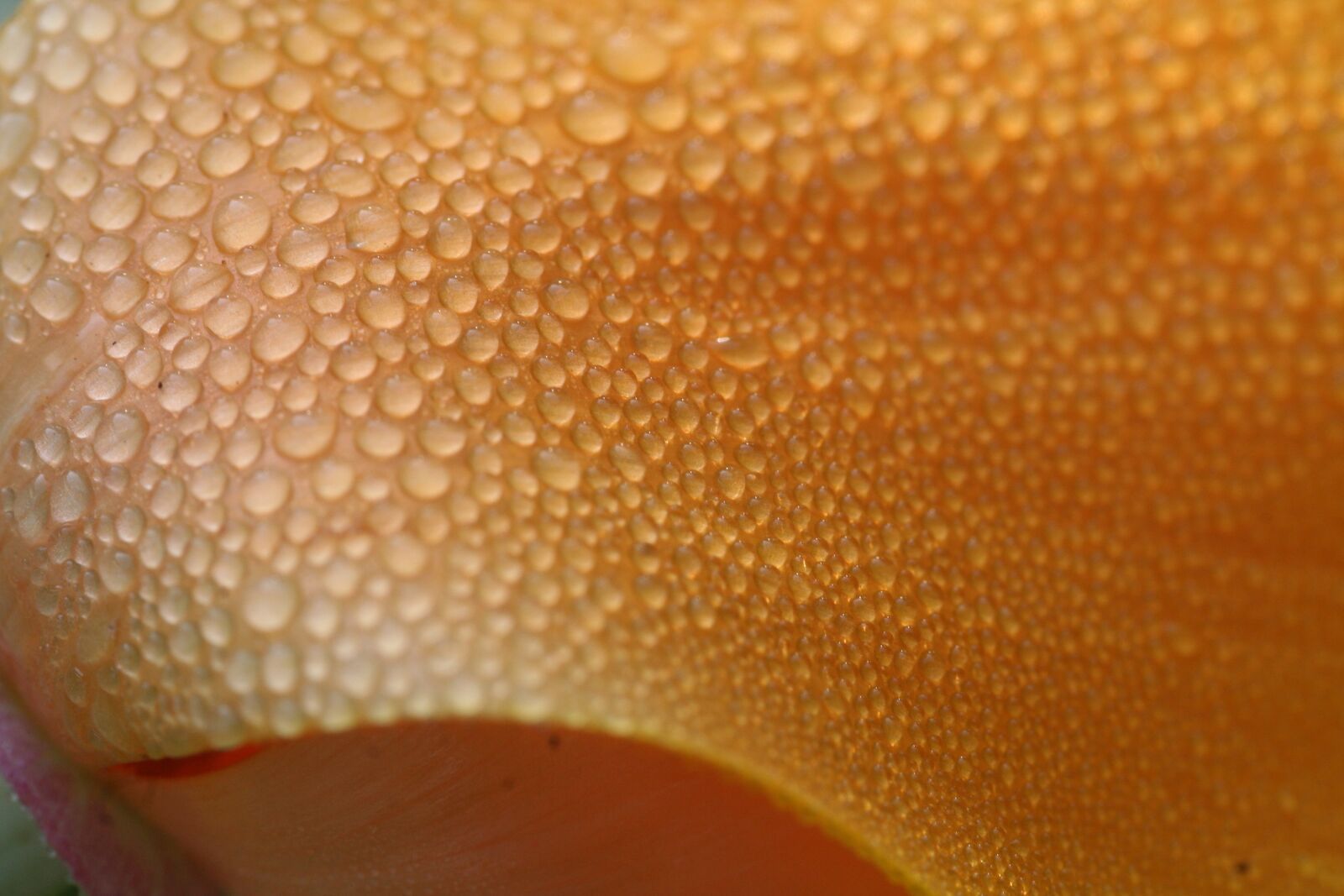 Canon EOS 350D (EOS Digital Rebel XT / EOS Kiss Digital N) sample photo. Drip, orange, macro photography