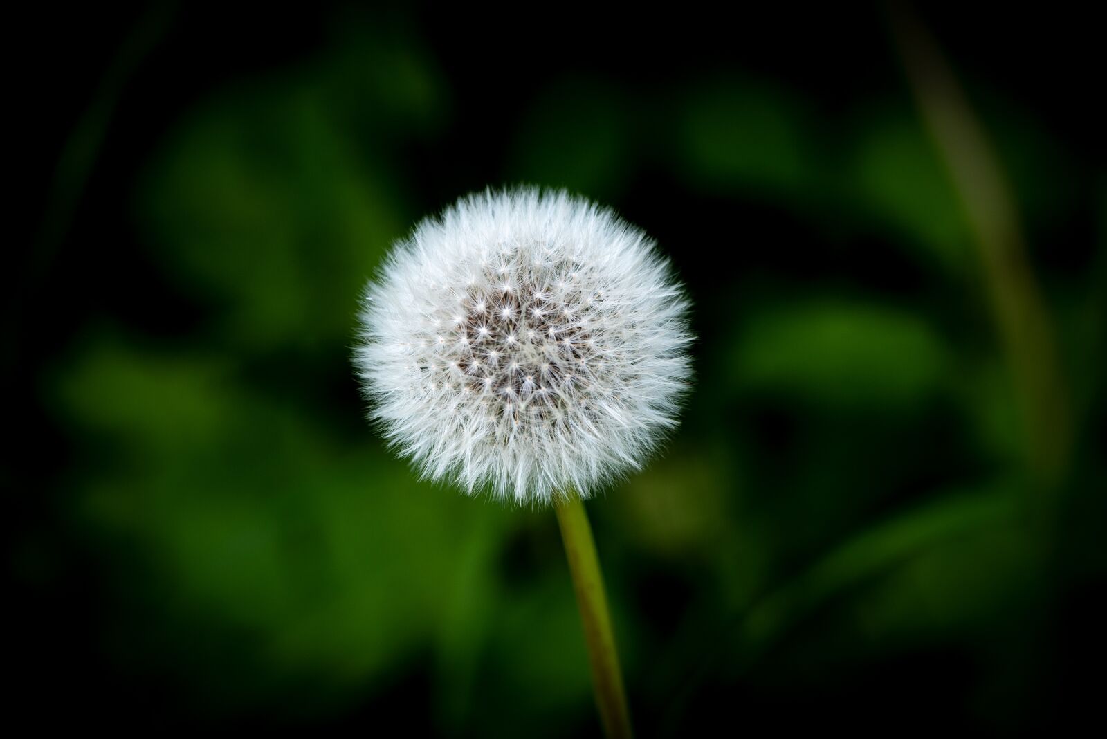 Nikon D750 sample photo. Dandelion, red-seeded dandelion, white photography