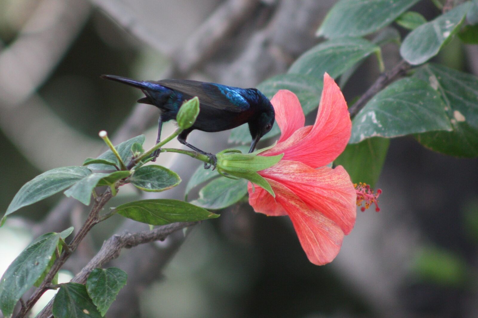 Canon EOS 450D (EOS Rebel XSi / EOS Kiss X2) sample photo. Palestine sunbird, birds, nature photography