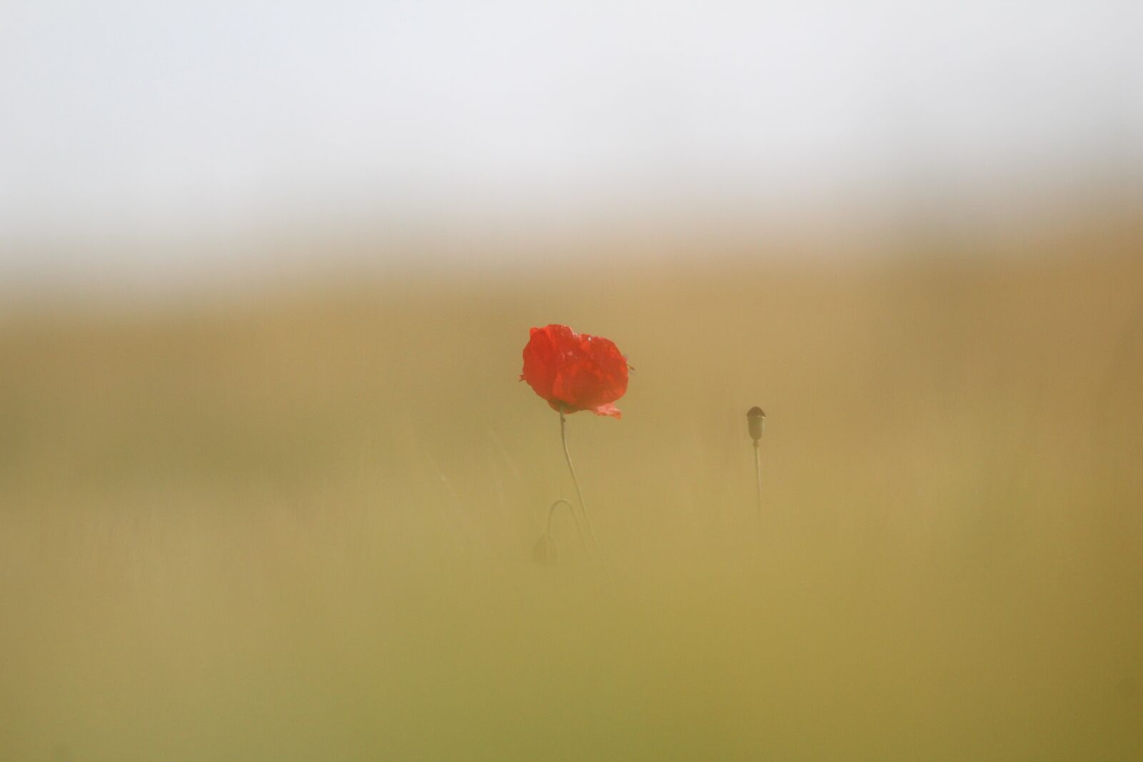 Tamron SP 150-600mm F5-6.3 Di VC USD G2 sample photo. Poppy, nature, flower photography