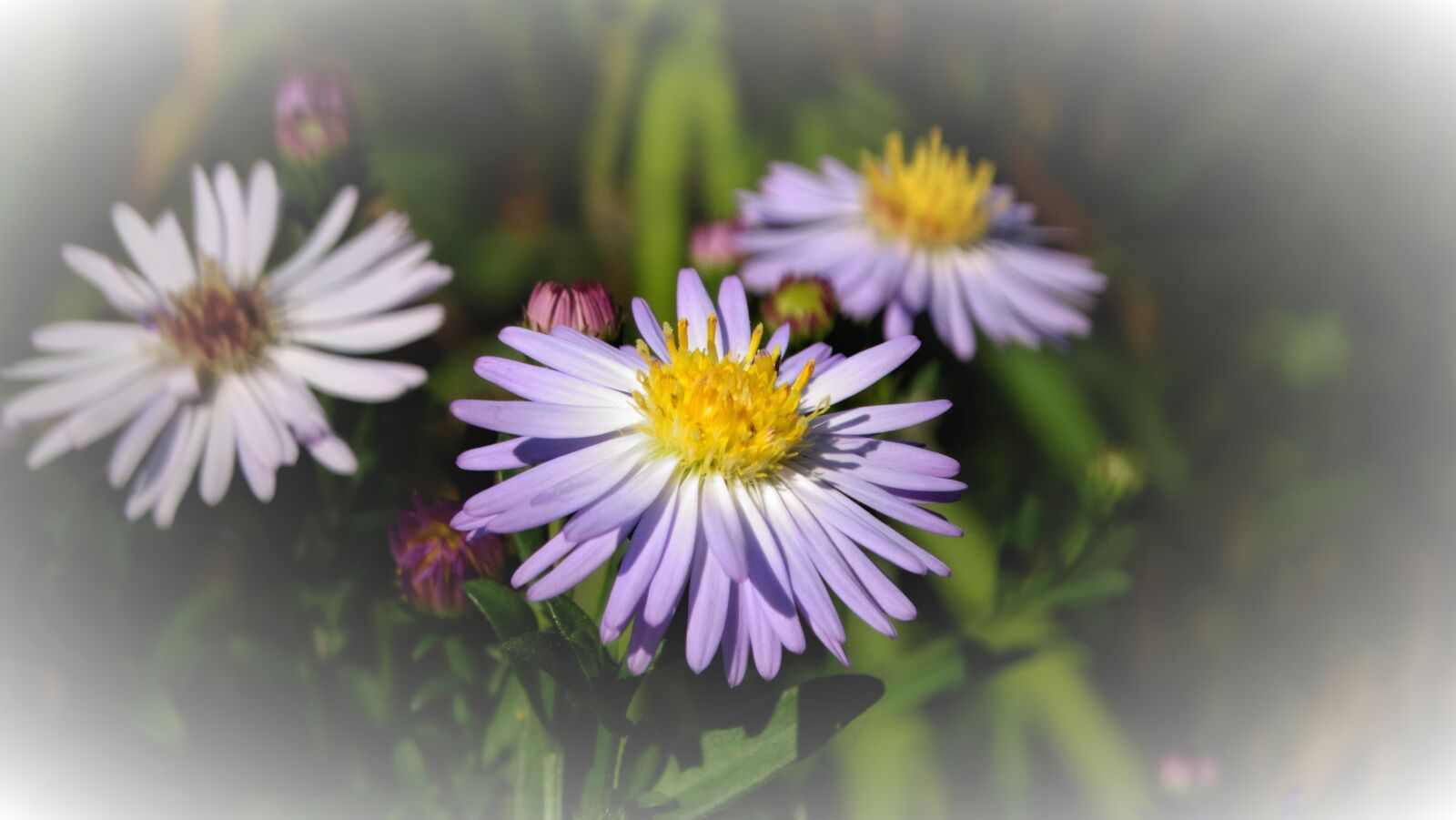 Sony Cyber-shot DSC-HX300 sample photo. Daisy, flower, beauty photography