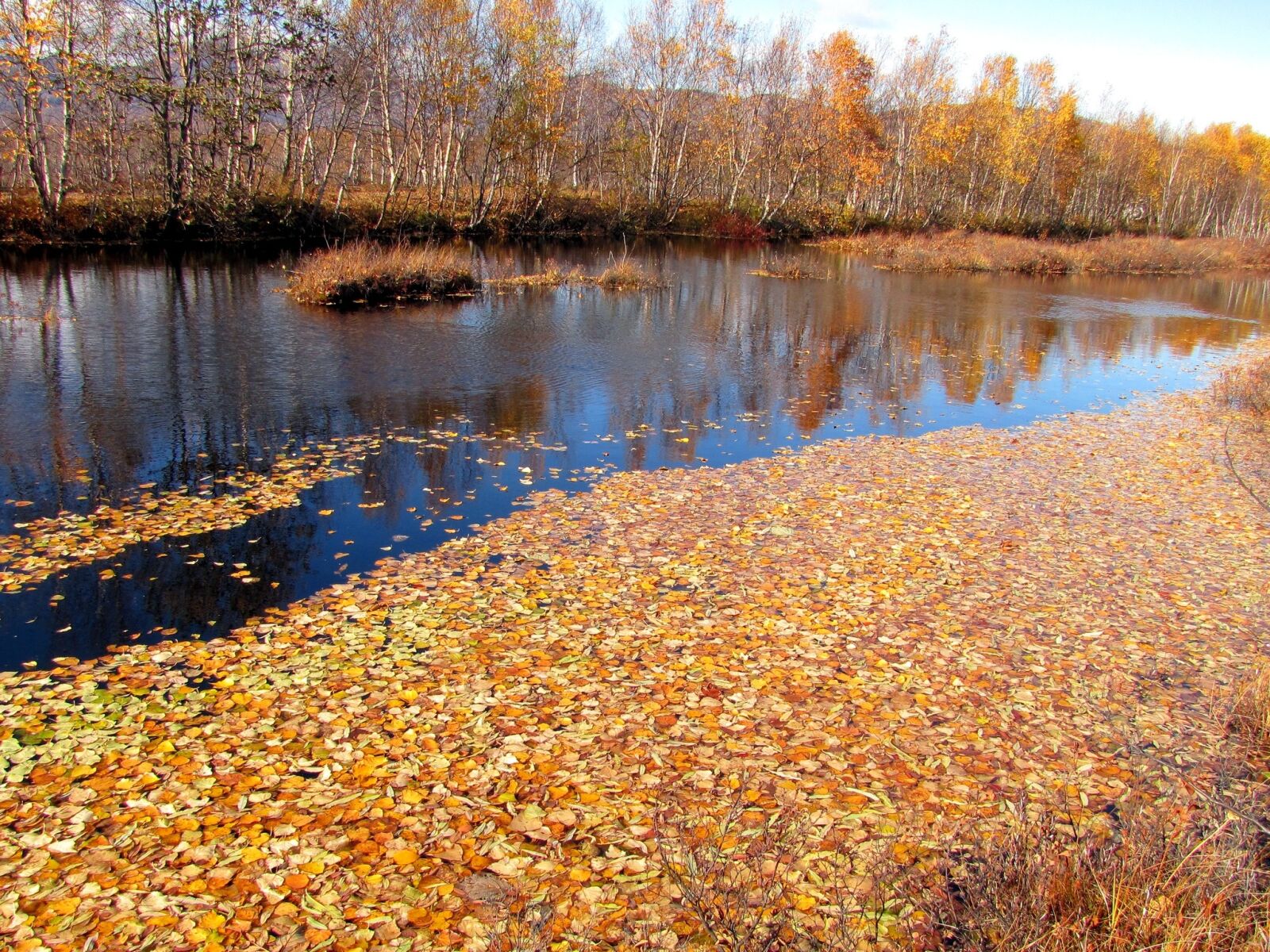 Canon PowerShot SX1 IS sample photo. Autumn, fallen leaves, lake photography