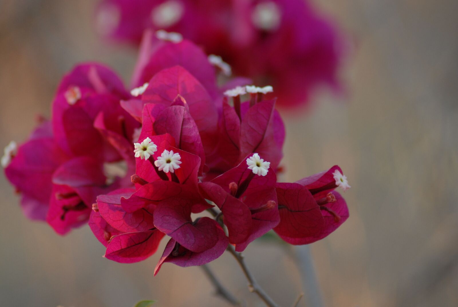 Nikon D200 sample photo. Bumgabilia, flower, plant photography