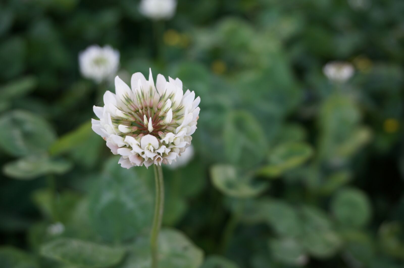 Sony Alpha NEX-5T sample photo. Clover, wild flowers, spring photography
