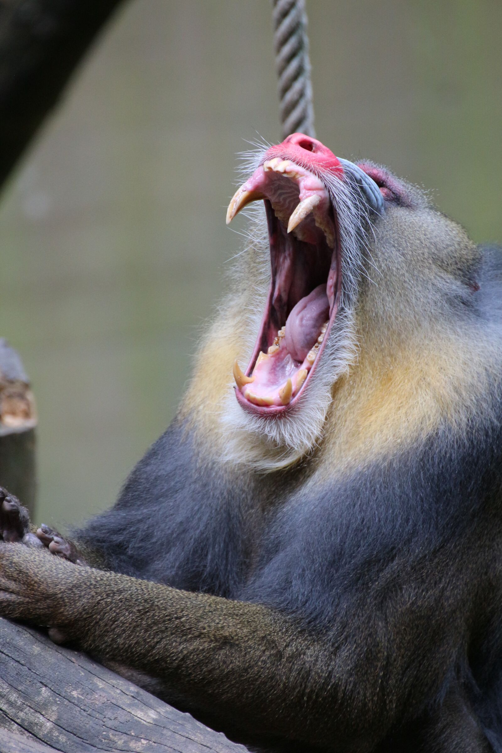 Canon EOS 650D (EOS Rebel T4i / EOS Kiss X6i) sample photo. Mandrill, zoo, animal photography