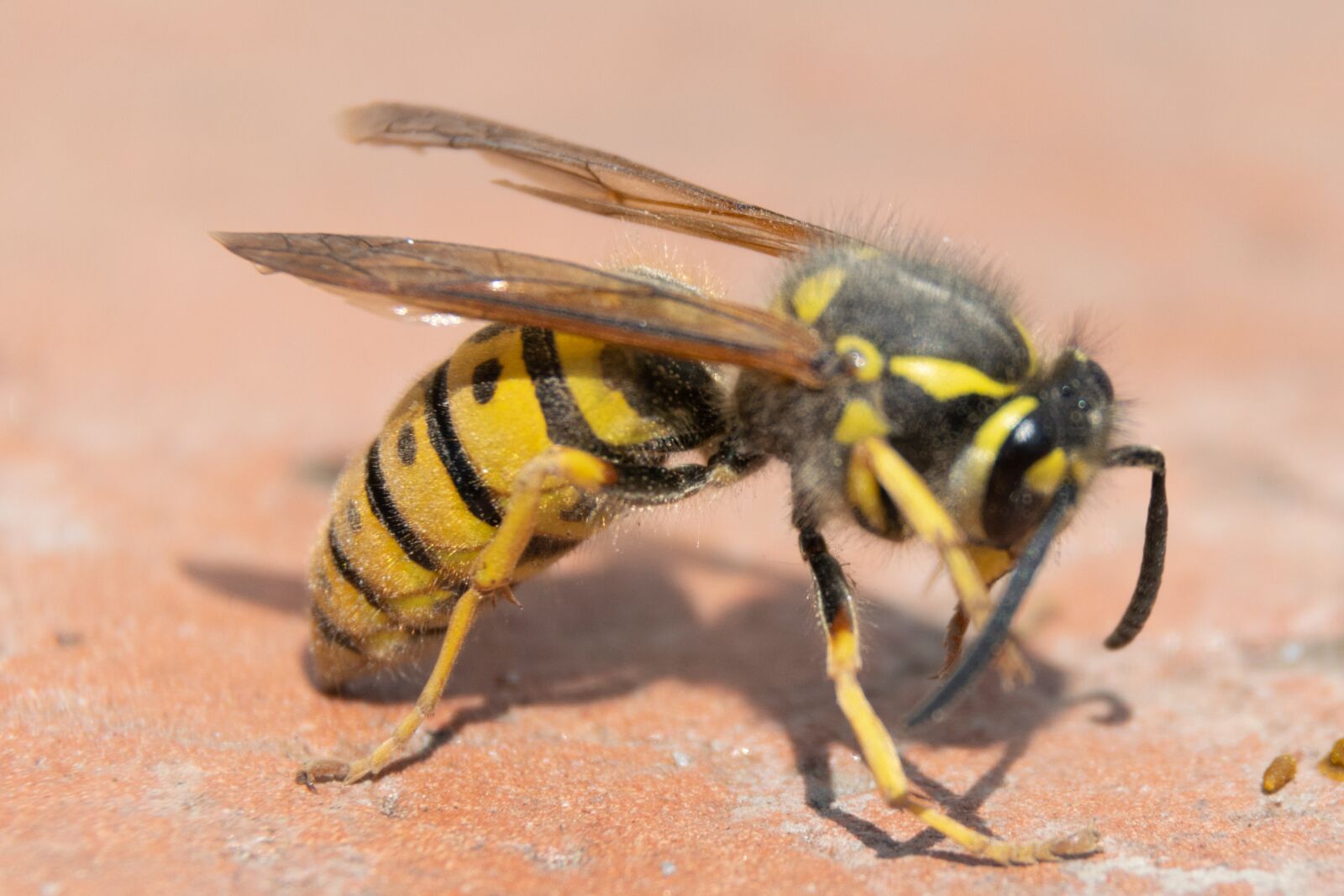 Nikon D3300 sample photo. Animal, wasp, nature photography