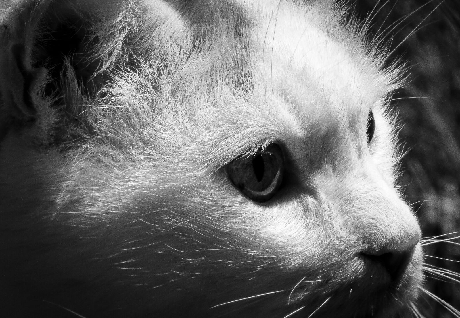 Panasonic DMC-FZ72 sample photo. Cat, focus, animals photography