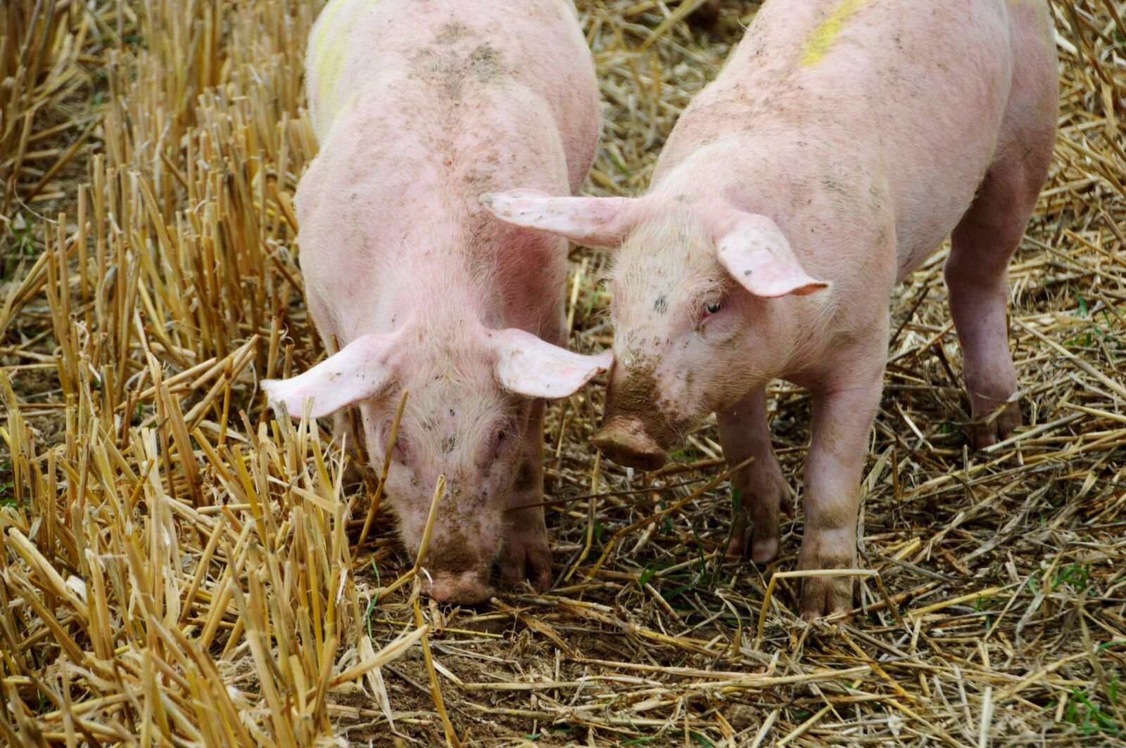 Nikon D3200 sample photo. Breeding, pig, pork photography