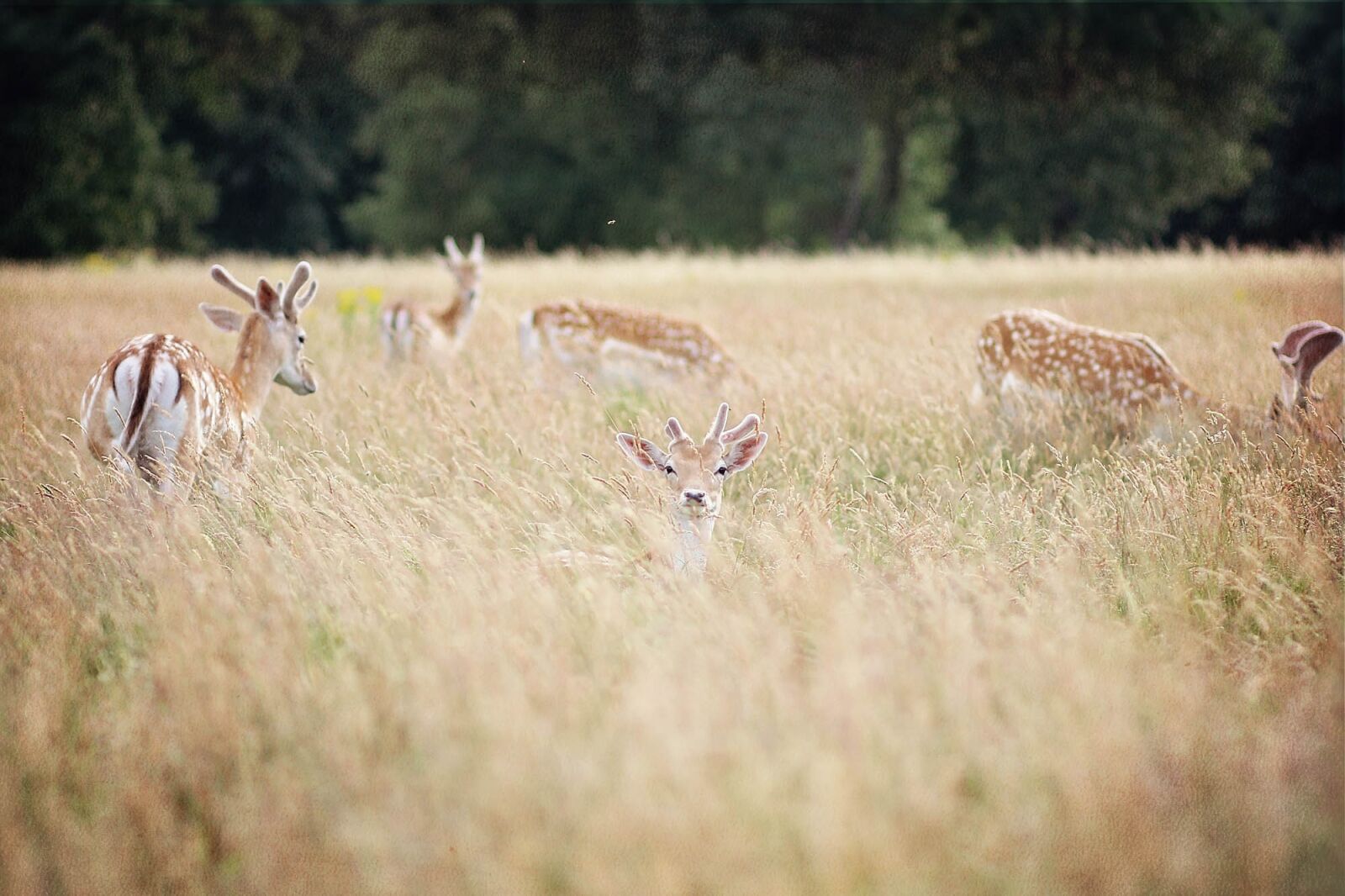 Canon EOS 7D + Canon EF 85mm F1.8 USM sample photo. Deer, forest, rocks photography