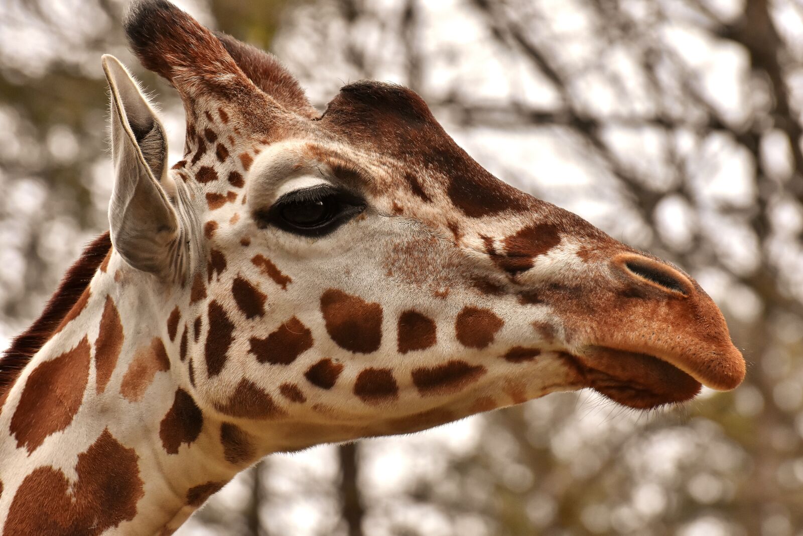 Nikon D7200 sample photo. Giraffe, zoo, animal photography