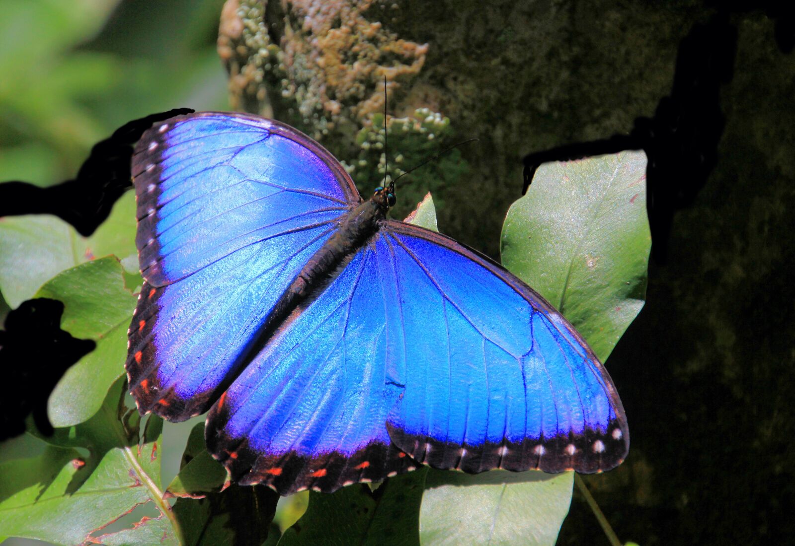 Canon EOS 60D sample photo. Butterfly, butterflies, blue morpho photography