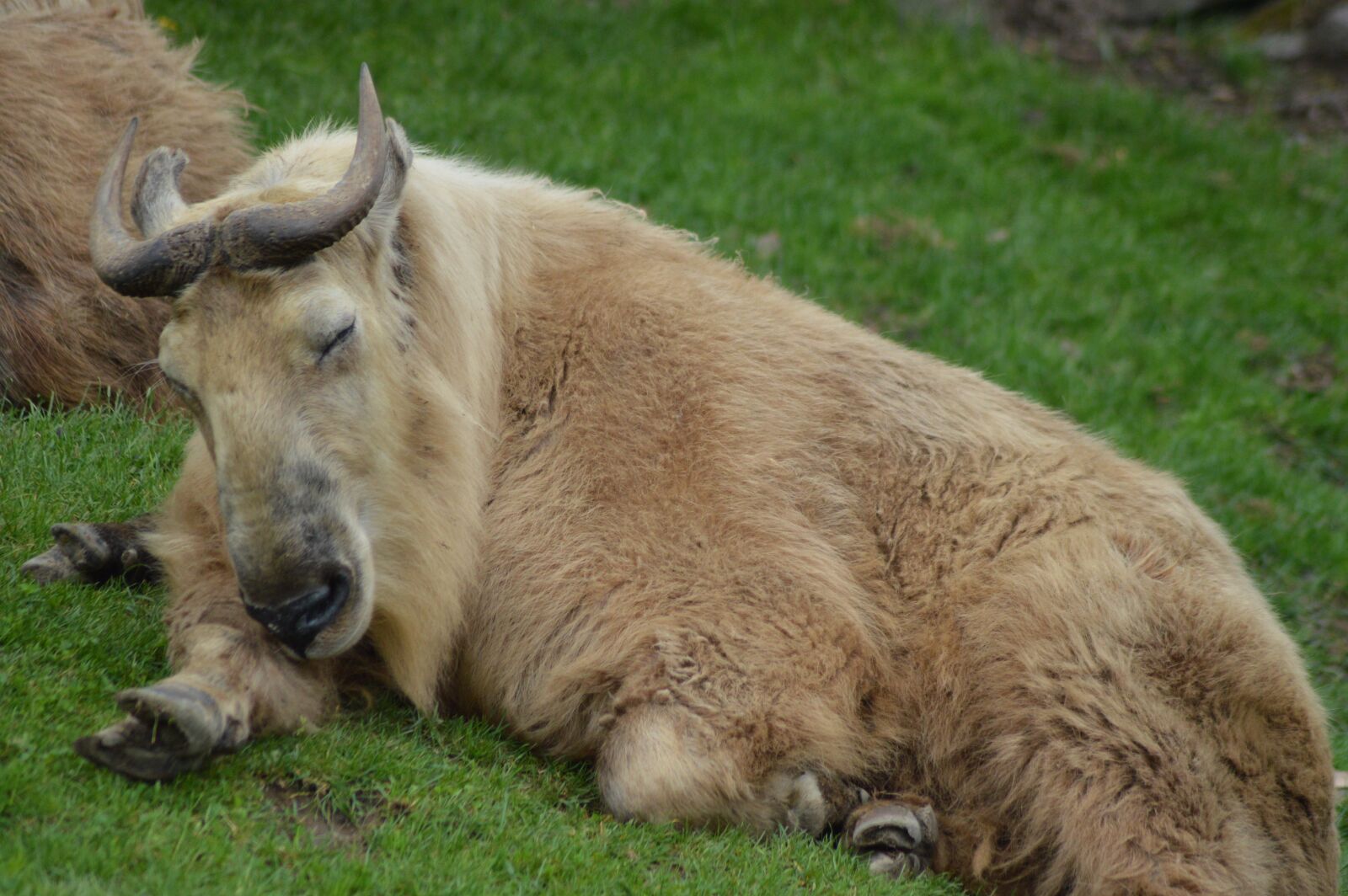 Nikon D3200 sample photo. Mammal, female, big photography