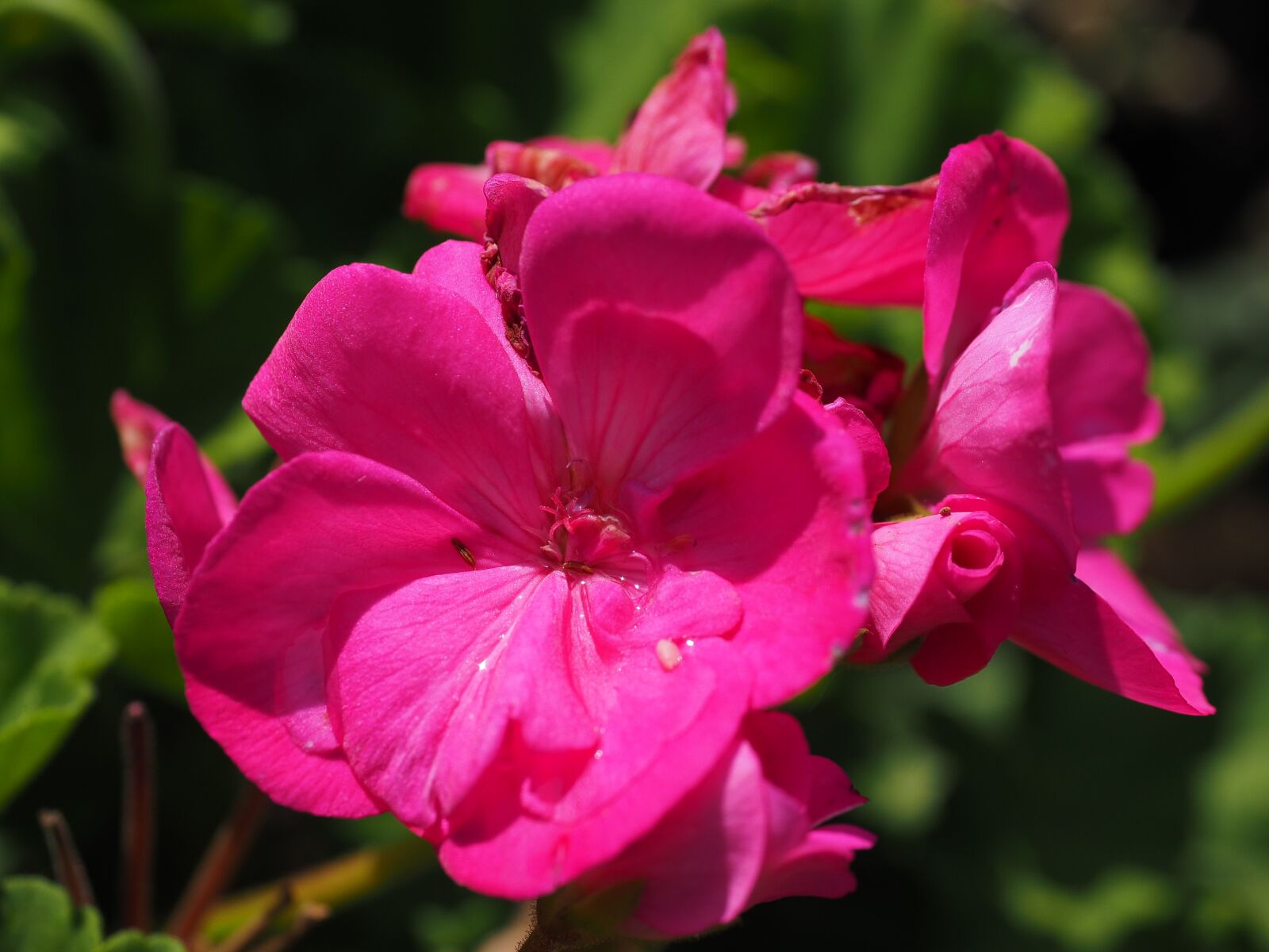 Olympus OM-D E-M1 + Olympus M.Zuiko Digital ED 12-40mm F2.8 Pro sample photo. Geranium, blossom, bloom photography