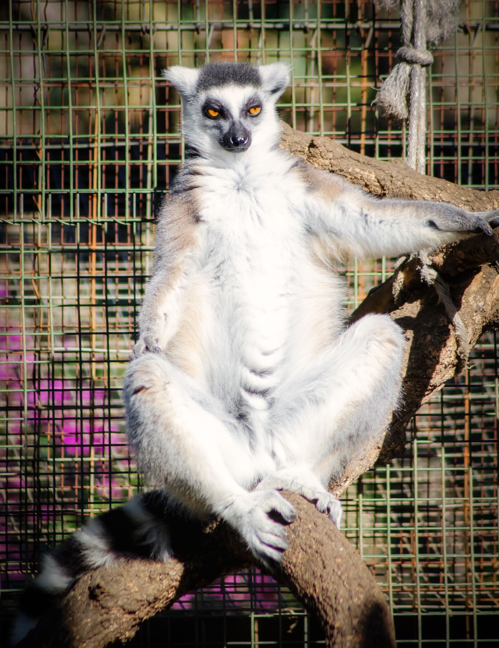 Nikon D7000 sample photo. Lemur, sun, sunbathing photography