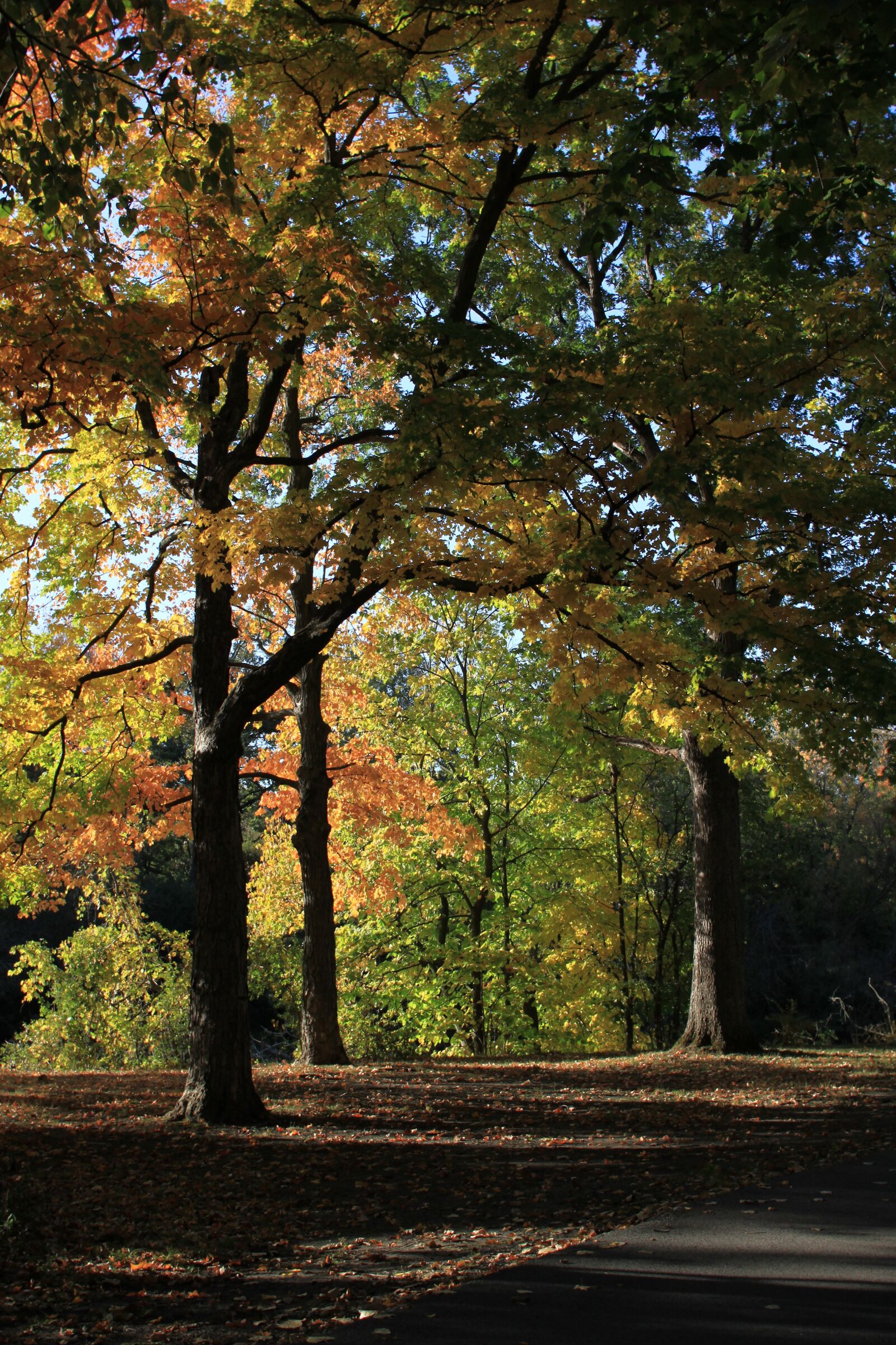 Canon EOS 500D (EOS Rebel T1i / EOS Kiss X3) sample photo. Wood, forest, landscape photography
