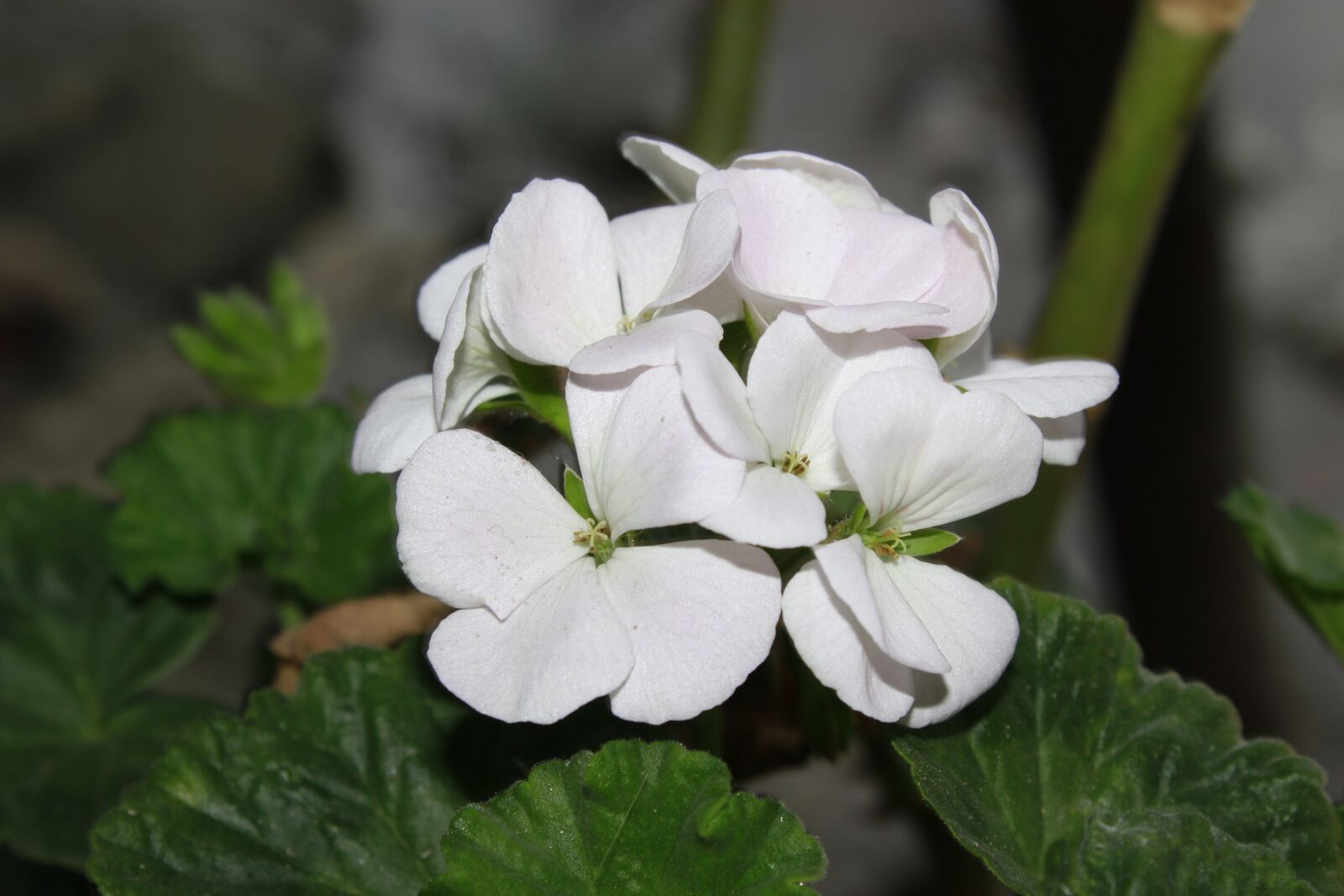 Canon EOS 1200D (EOS Rebel T5 / EOS Kiss X70 / EOS Hi) sample photo. Flower, ecuador, riobamba photography